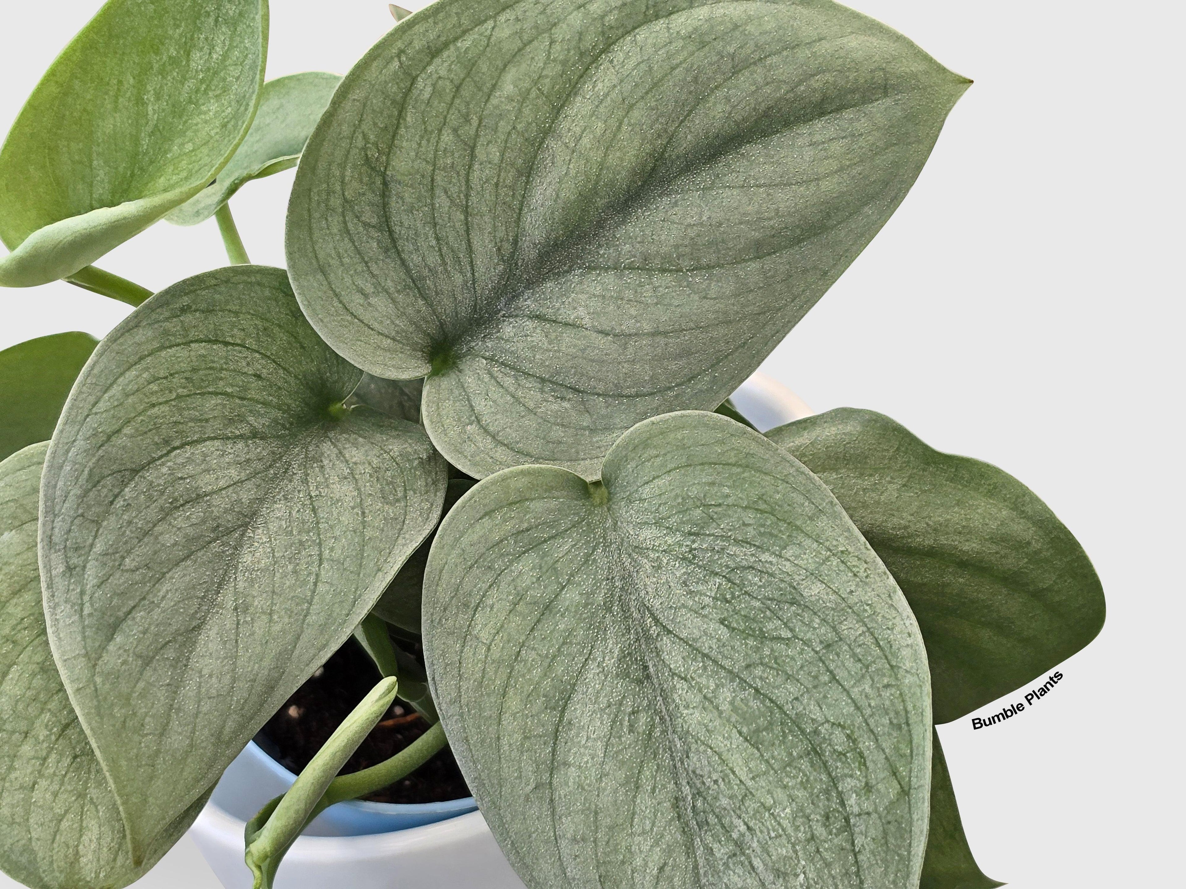 Bumble Plants Scindapsus Pictus 'SOOO™ Silver'