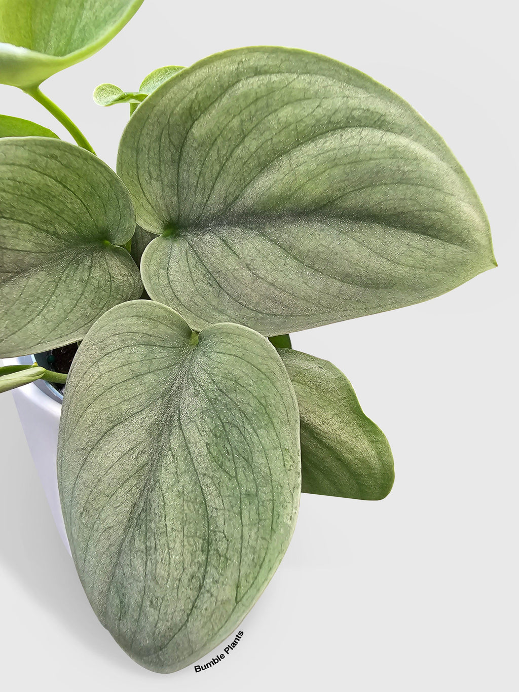 Bumble Plants Scindapsus Pictus 'SOOO™ Silver'
