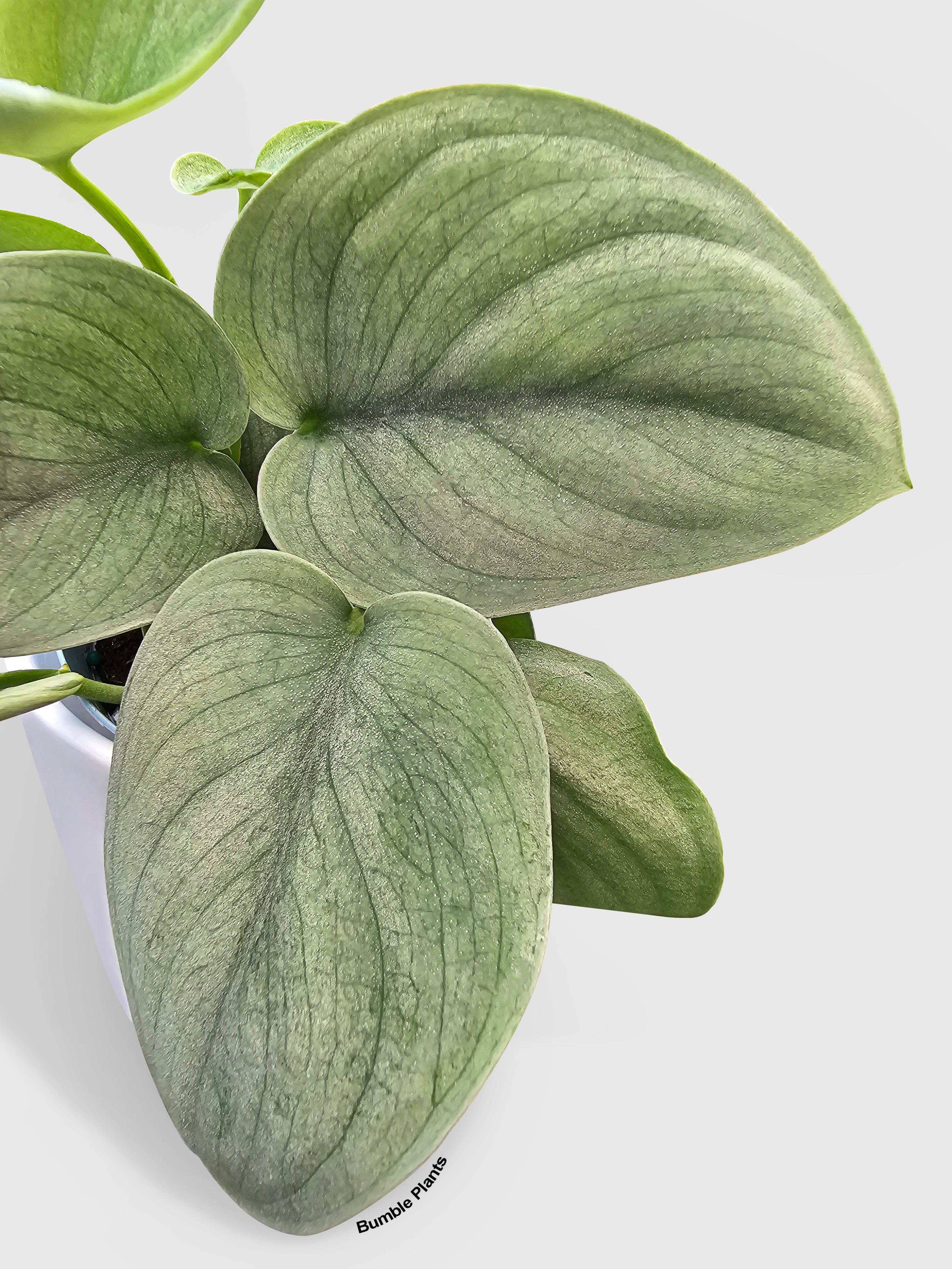 Bumble Plants Scindapsus Pictus 'SOOO™ Silver'