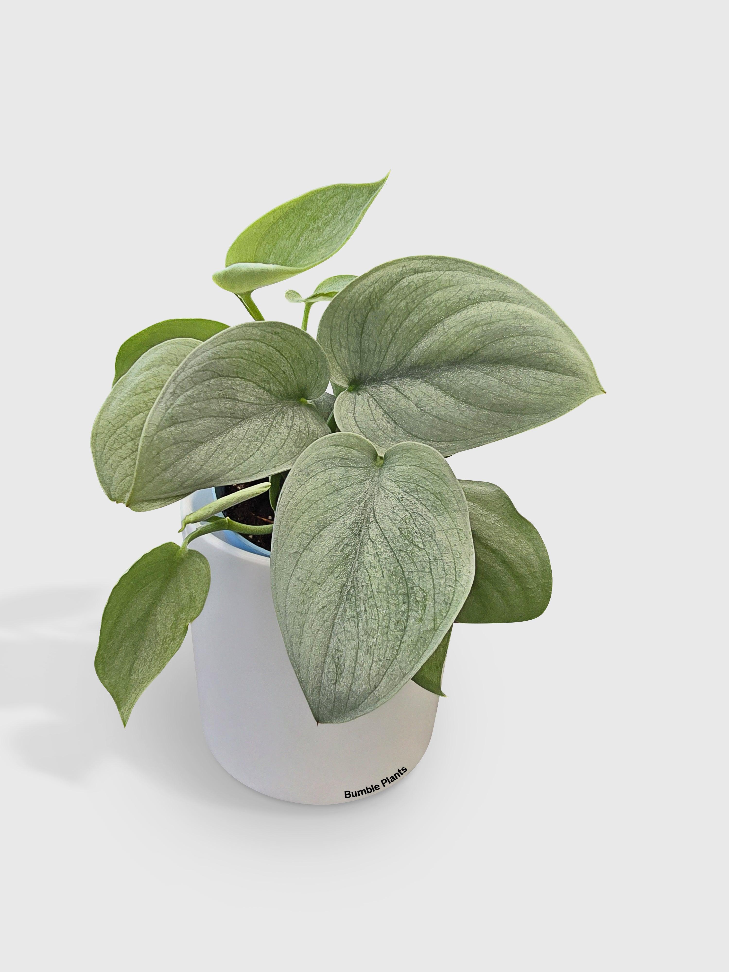 Bumble Plants Scindapsus Pictus 'SOOO™ Silver'