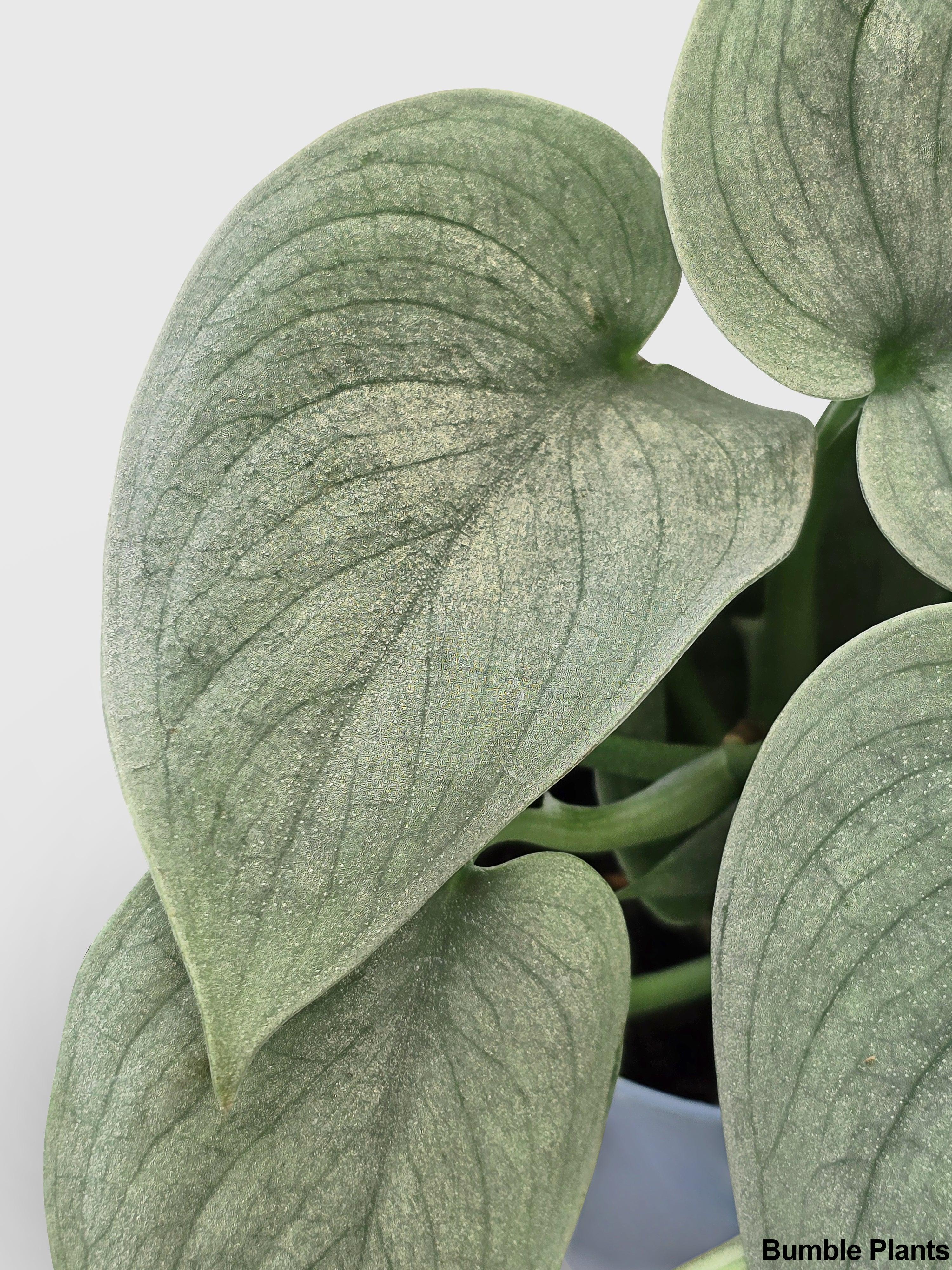 Bumble Plants Scindapsus Pictus 'SOOO™ Silver'