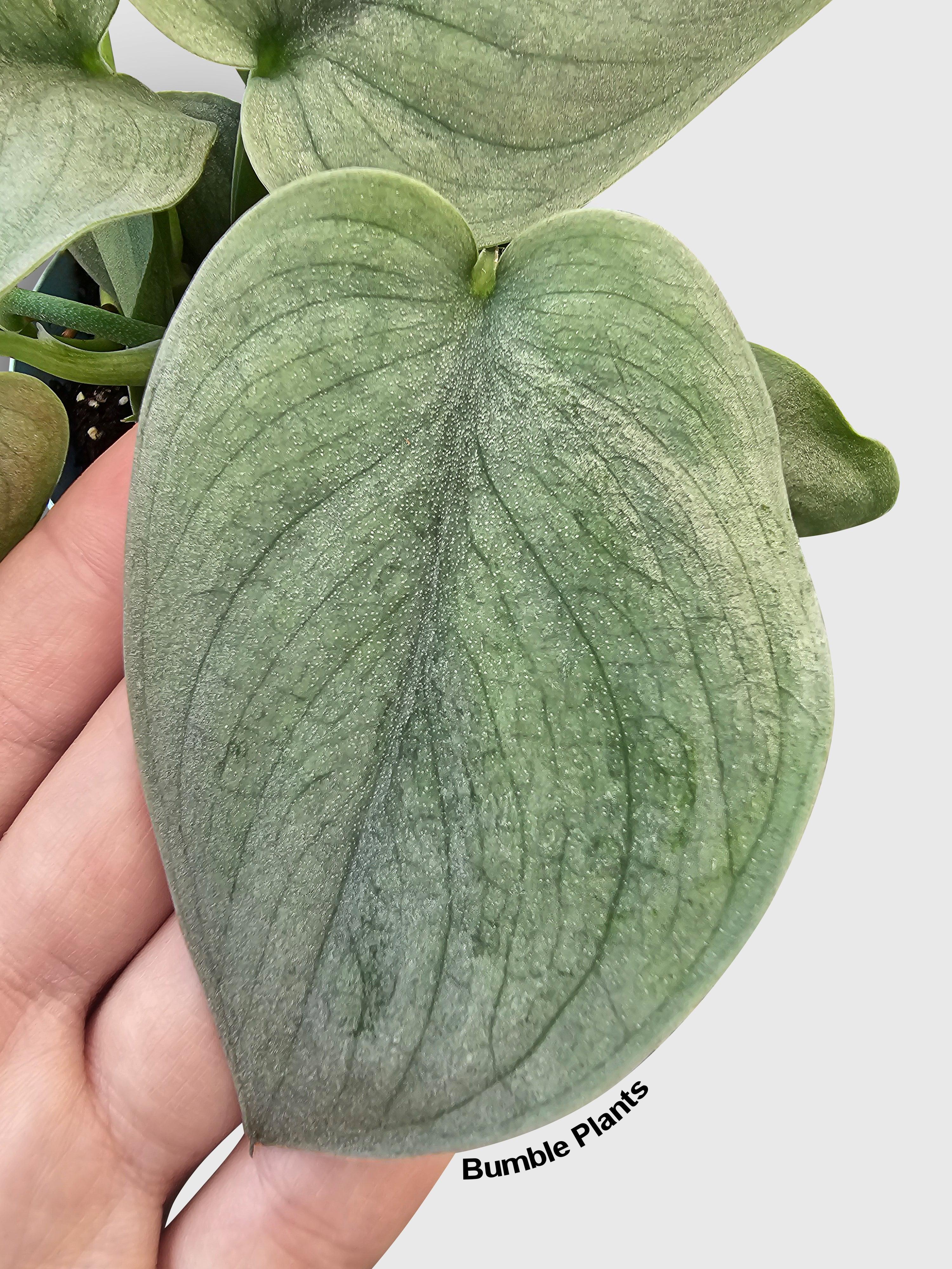 Bumble Plants Scindapsus Pictus 'SOOO™ Silver'