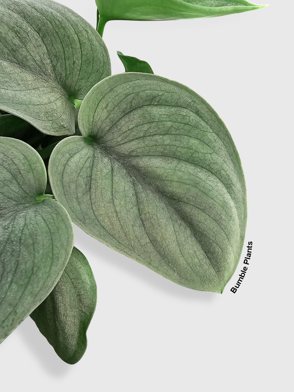 Bumble Plants Scindapsus Pictus 'SOOO™ Silver'