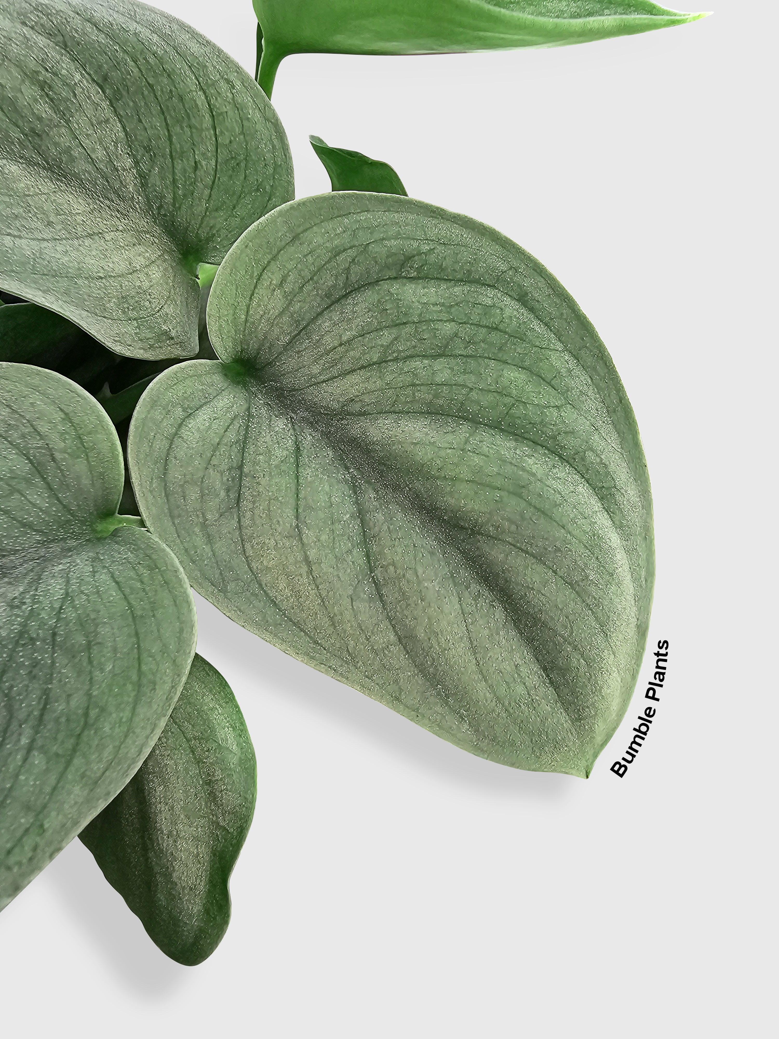 Bumble Plants Scindapsus Pictus 'SOOO™ Silver'