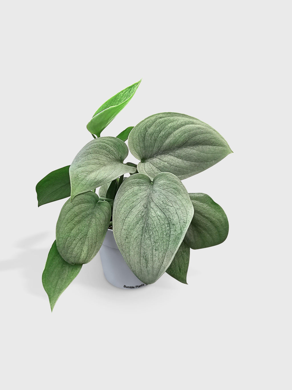 Bumble Plants Scindapsus Pictus 'SOOO™ Silver'