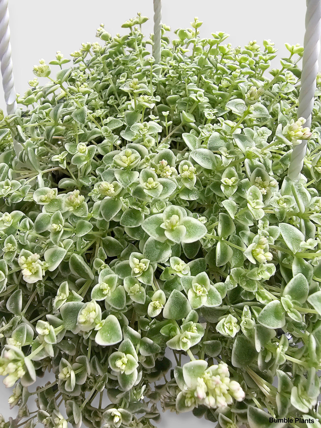 Bumble Plants Sedum Little Missy
