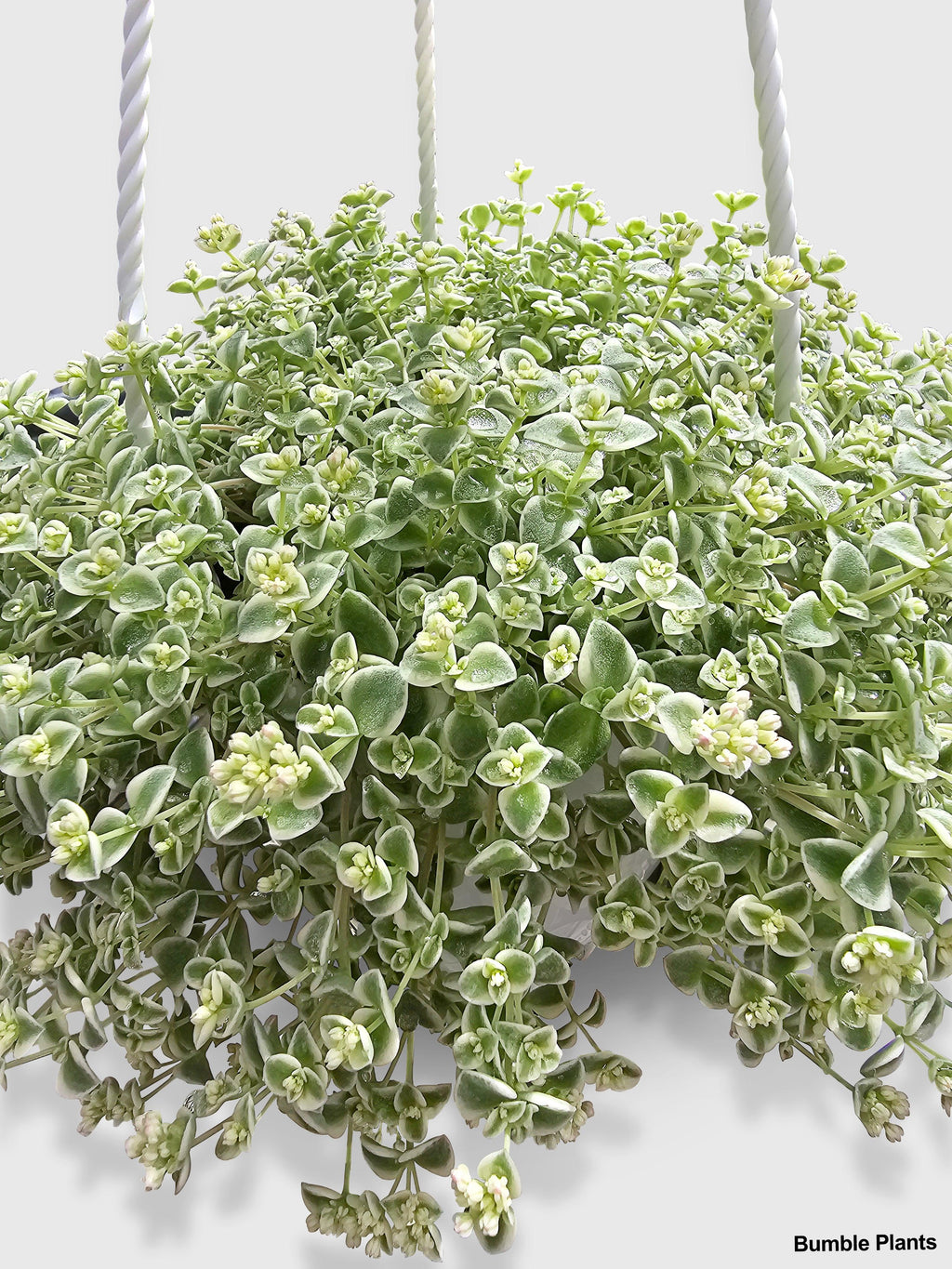 Bumble Plants Sedum Little Missy