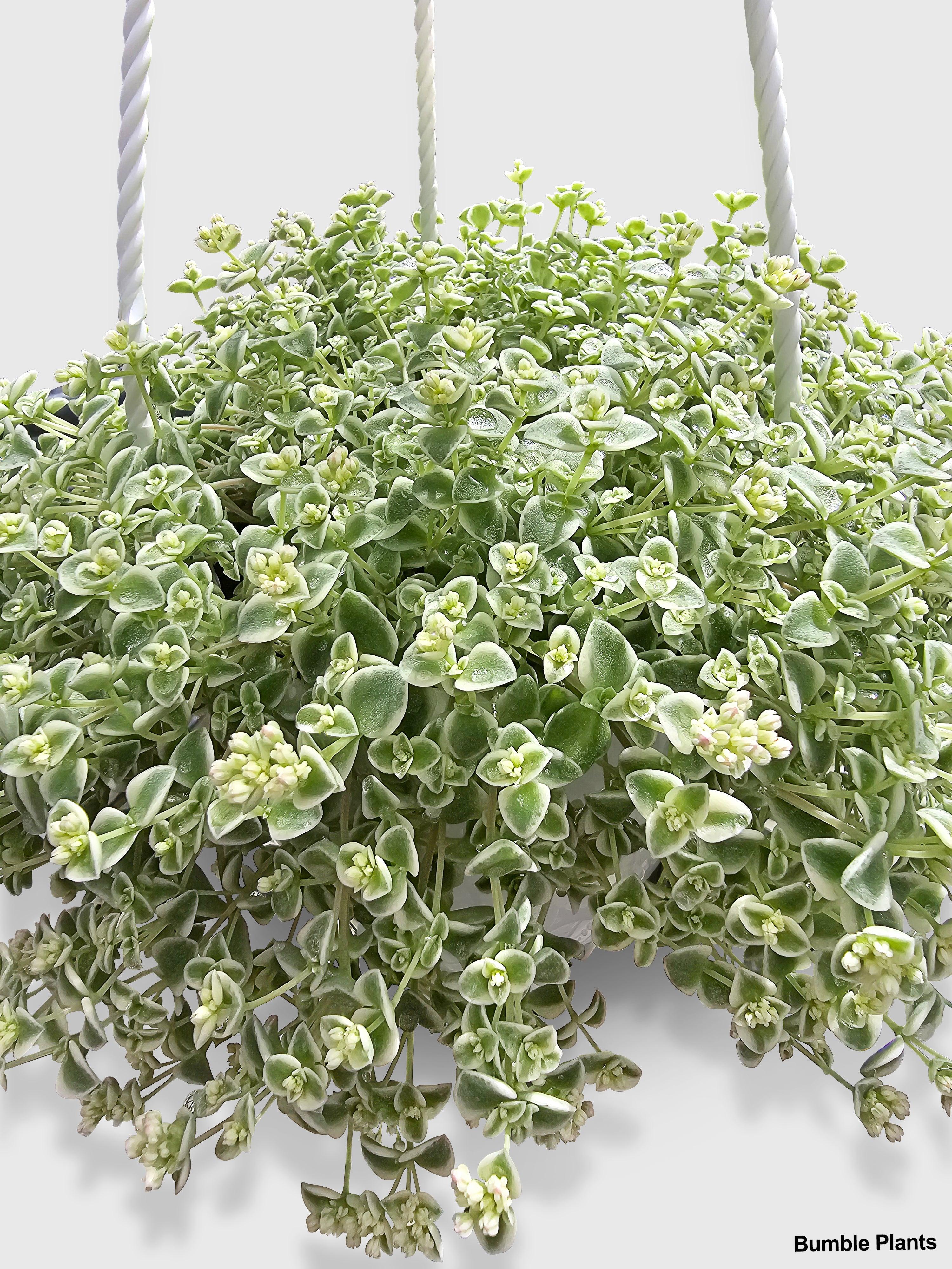 Bumble Plants Sedum Little Missy