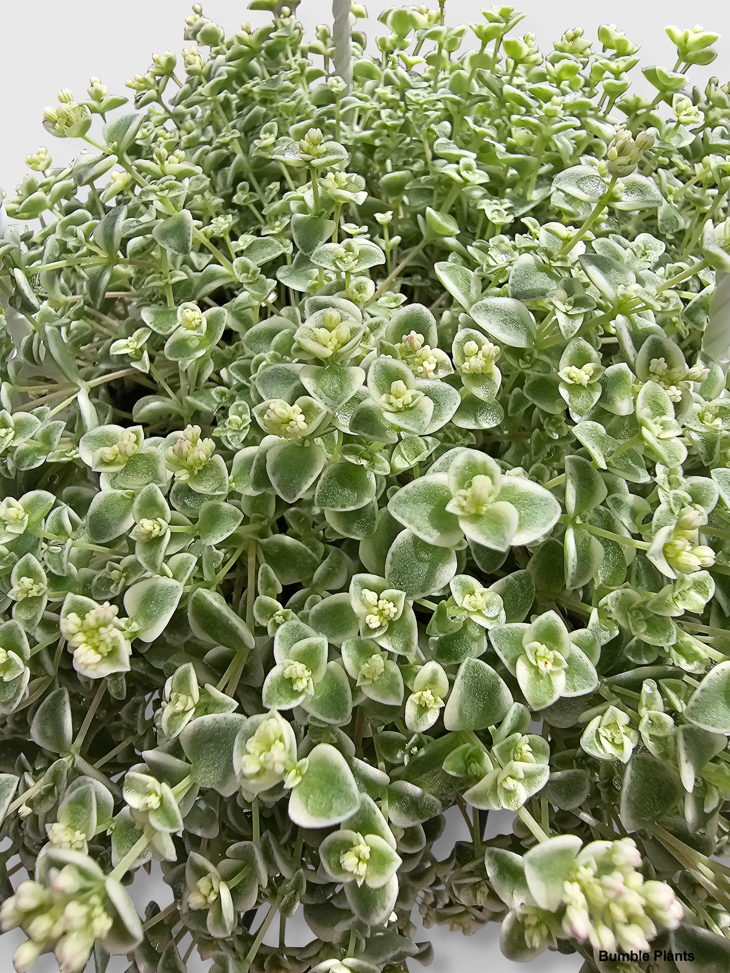 Bumble Plants Sedum Little Missy
