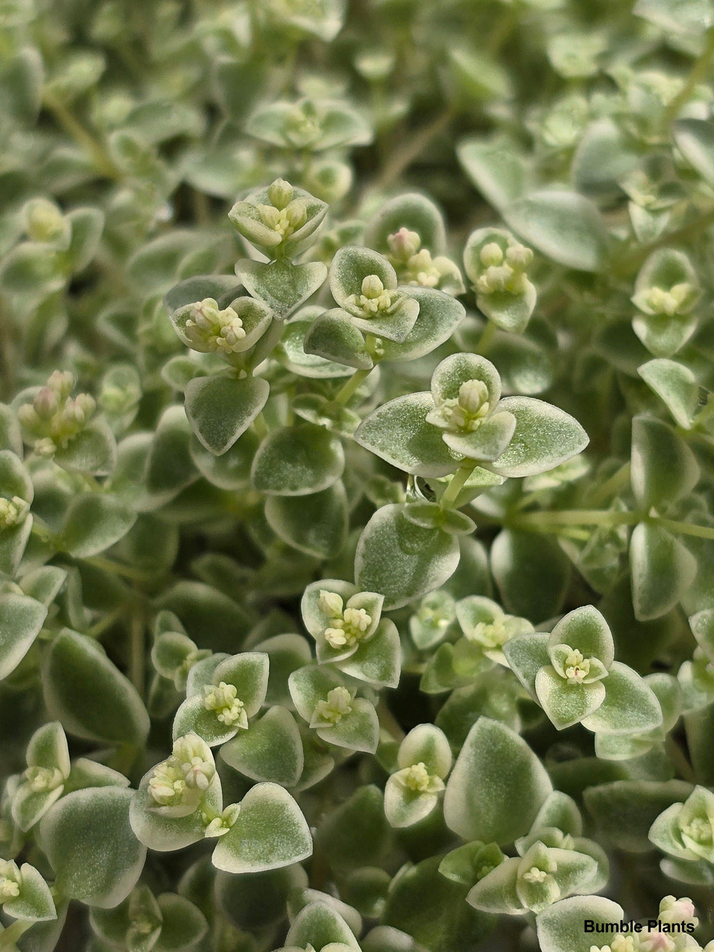 Bumble Plants Sedum Little Missy