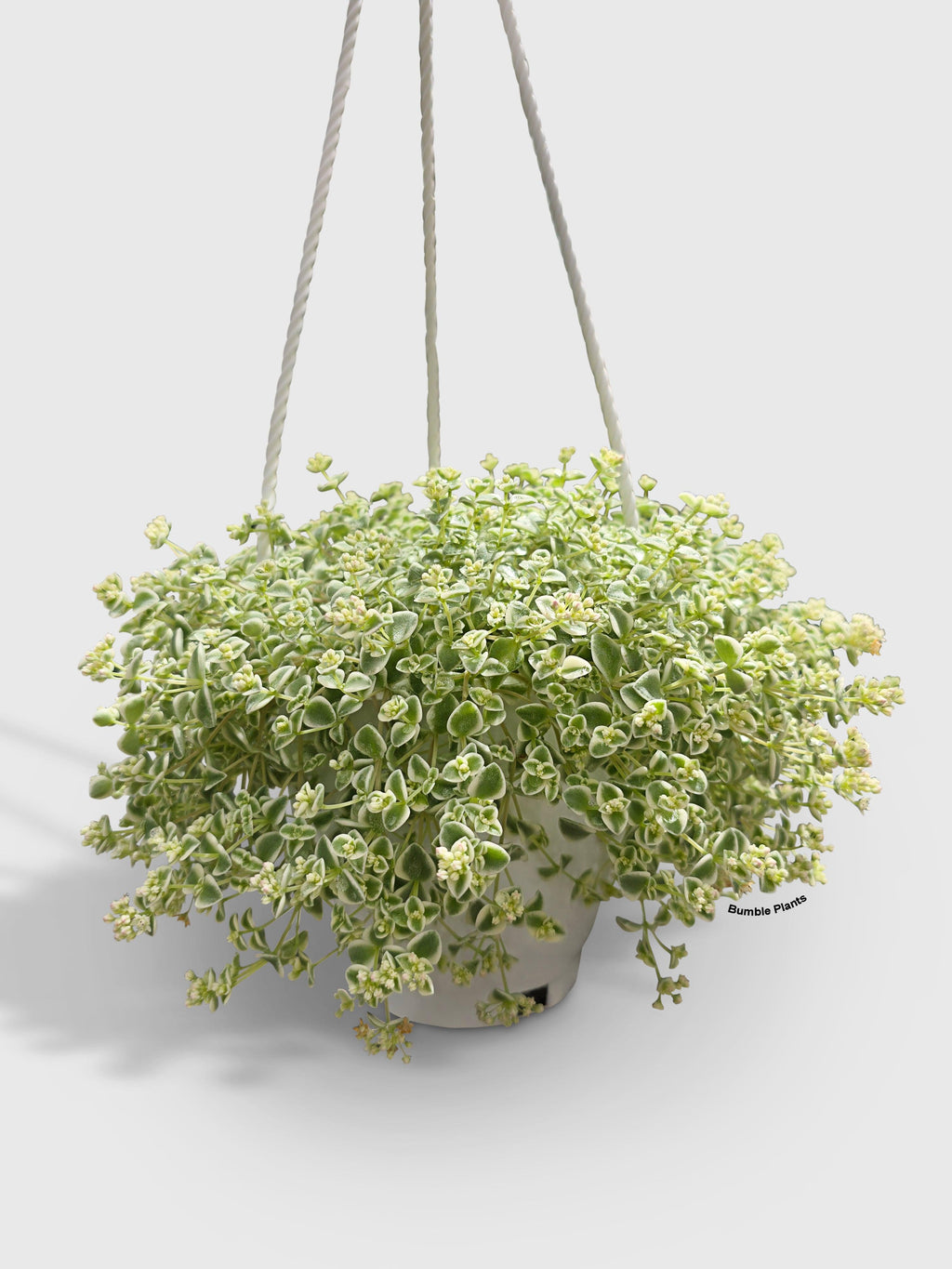 Bumble Plants Sedum Little Missy