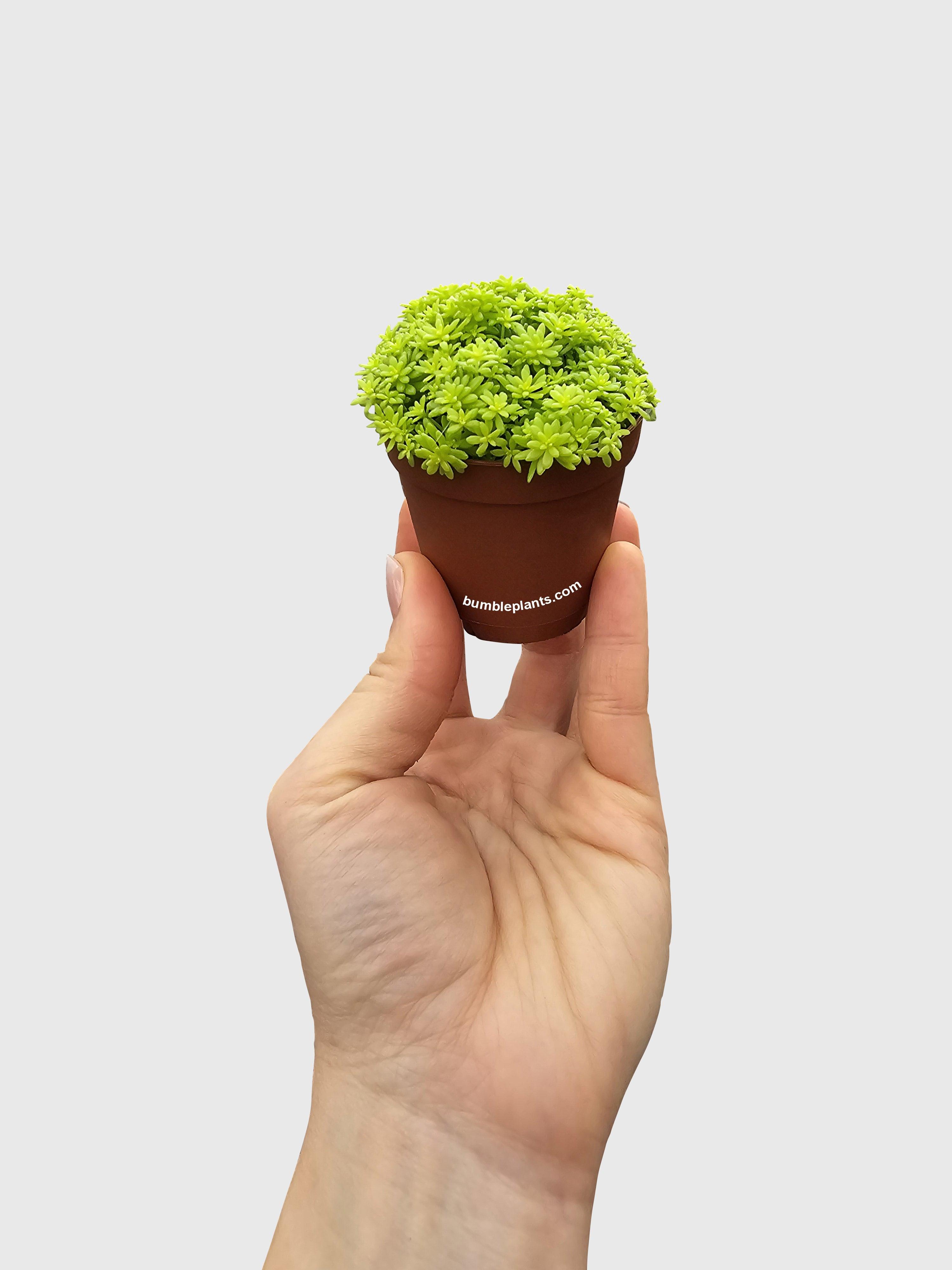 Bumble Plants Sedum Japonicum 'Tokyo Sun' (Tokyo Sun Stonecrop)
