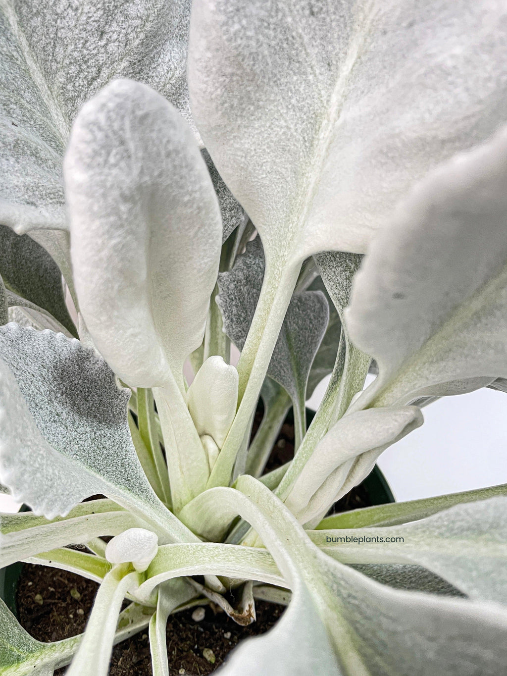 Bumble Plants Senecio White Fairy Dust Angel Wing Candicans