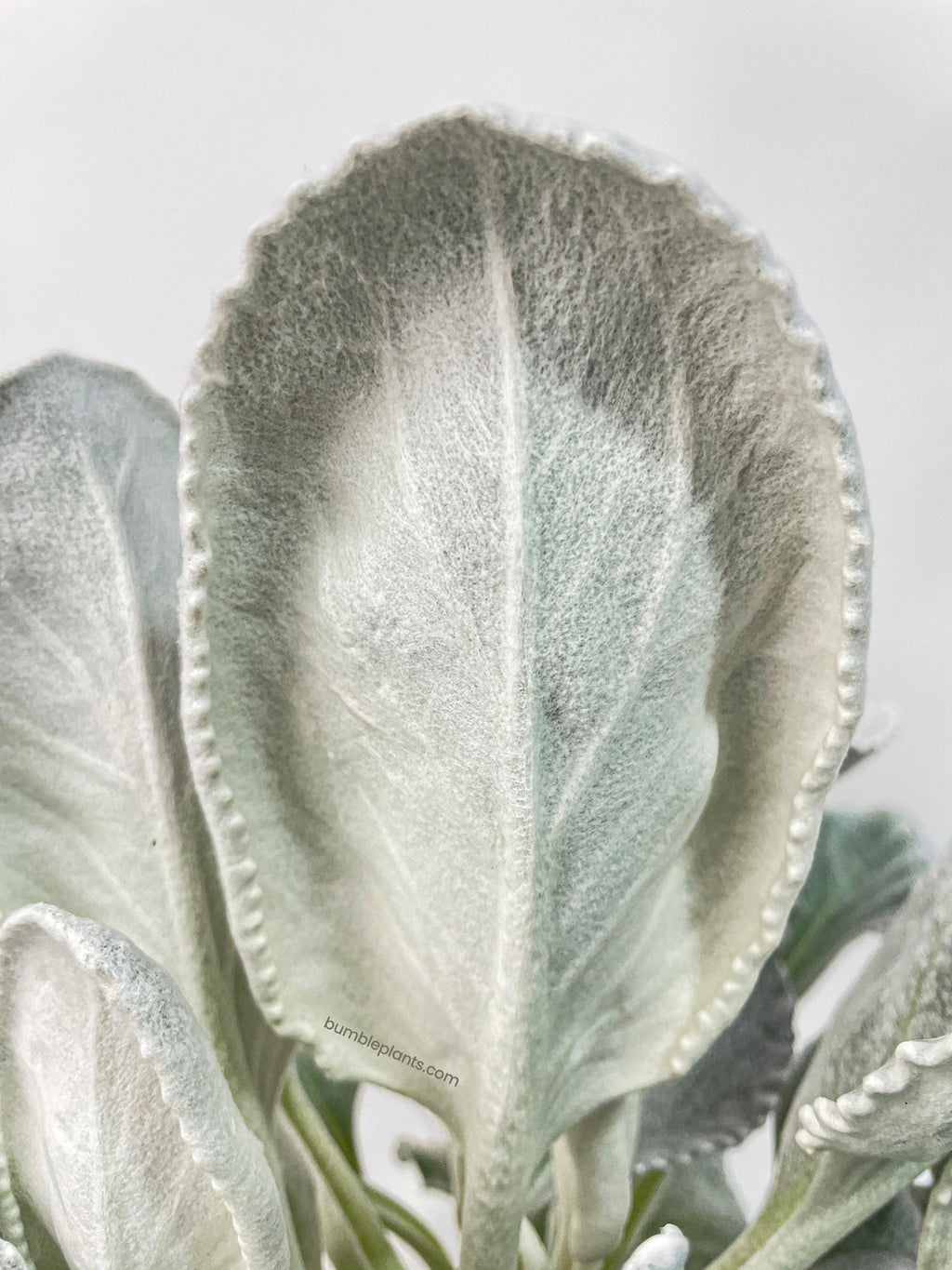 Bumble Plants Senecio White Fairy Dust Angel Wing Candicans