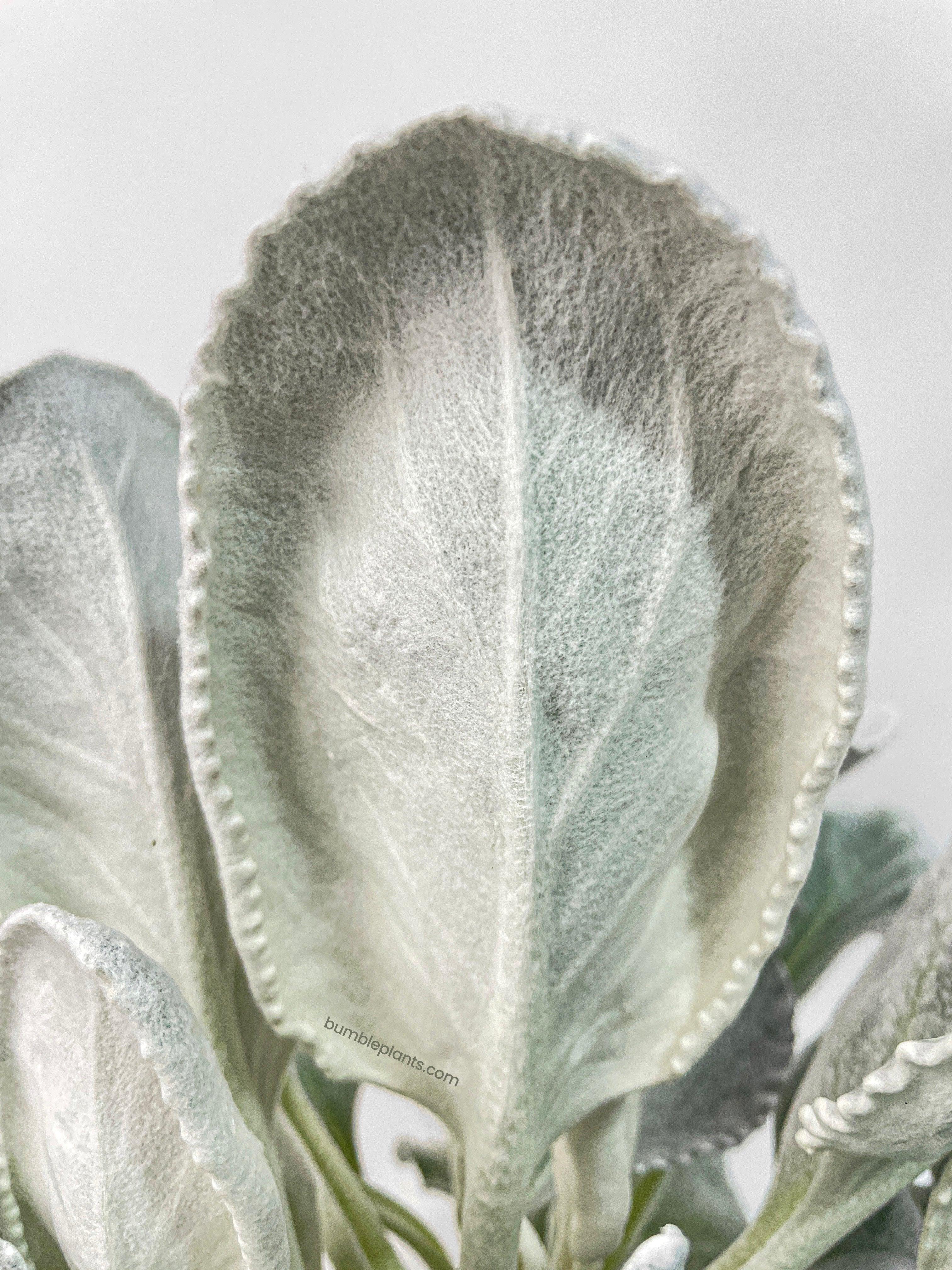 Bumble Plants Senecio White Fairy Dust Angel Wing Candicans