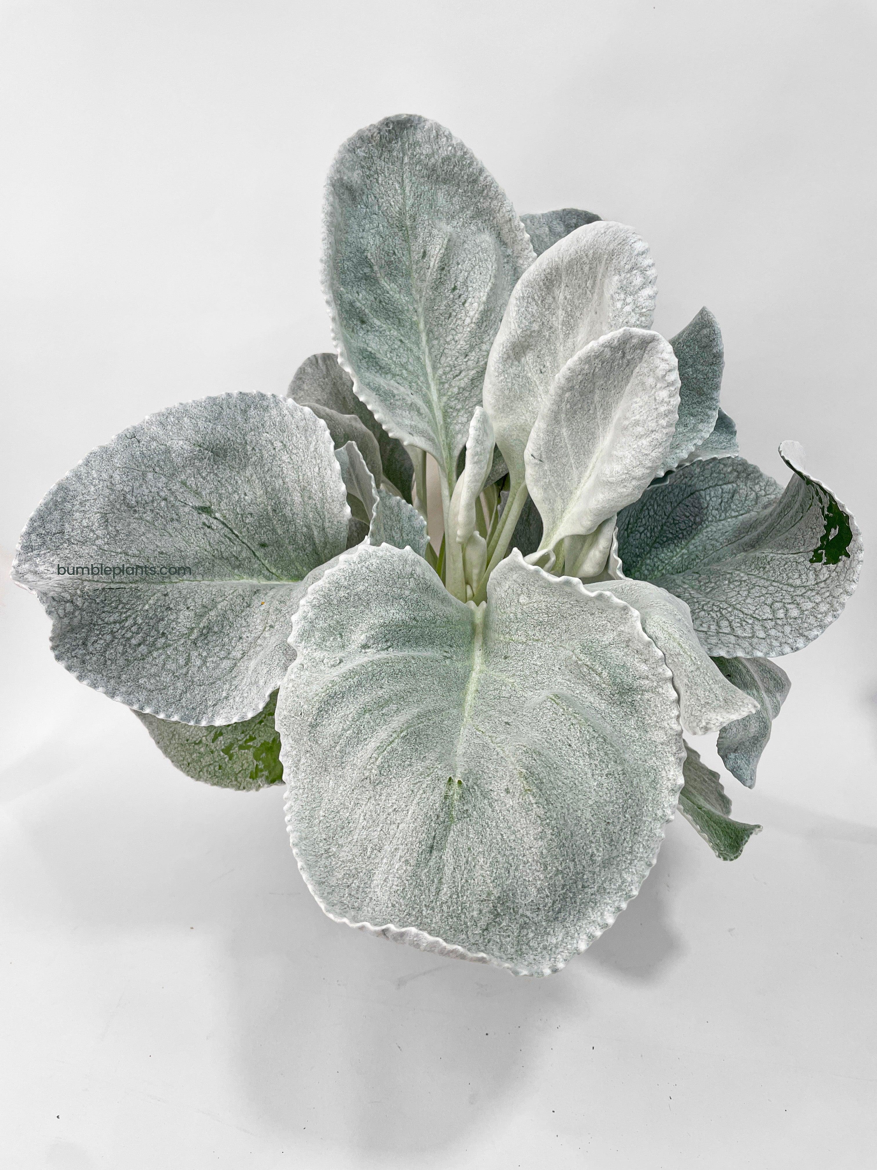 Bumble Plants Senecio White Fairy Dust Angel Wing Candicans