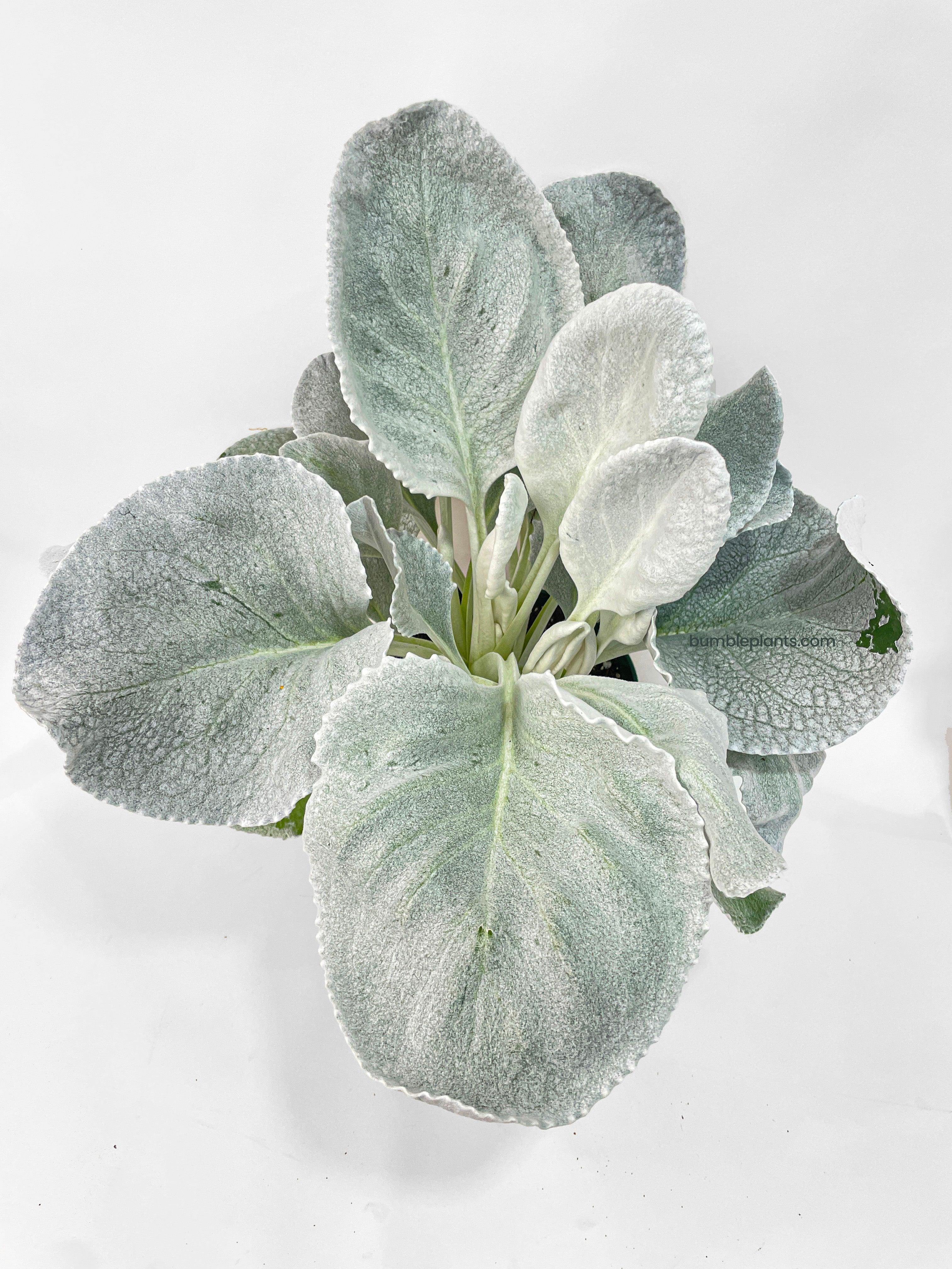 Bumble Plants Senecio White Fairy Dust Angel Wing Candicans