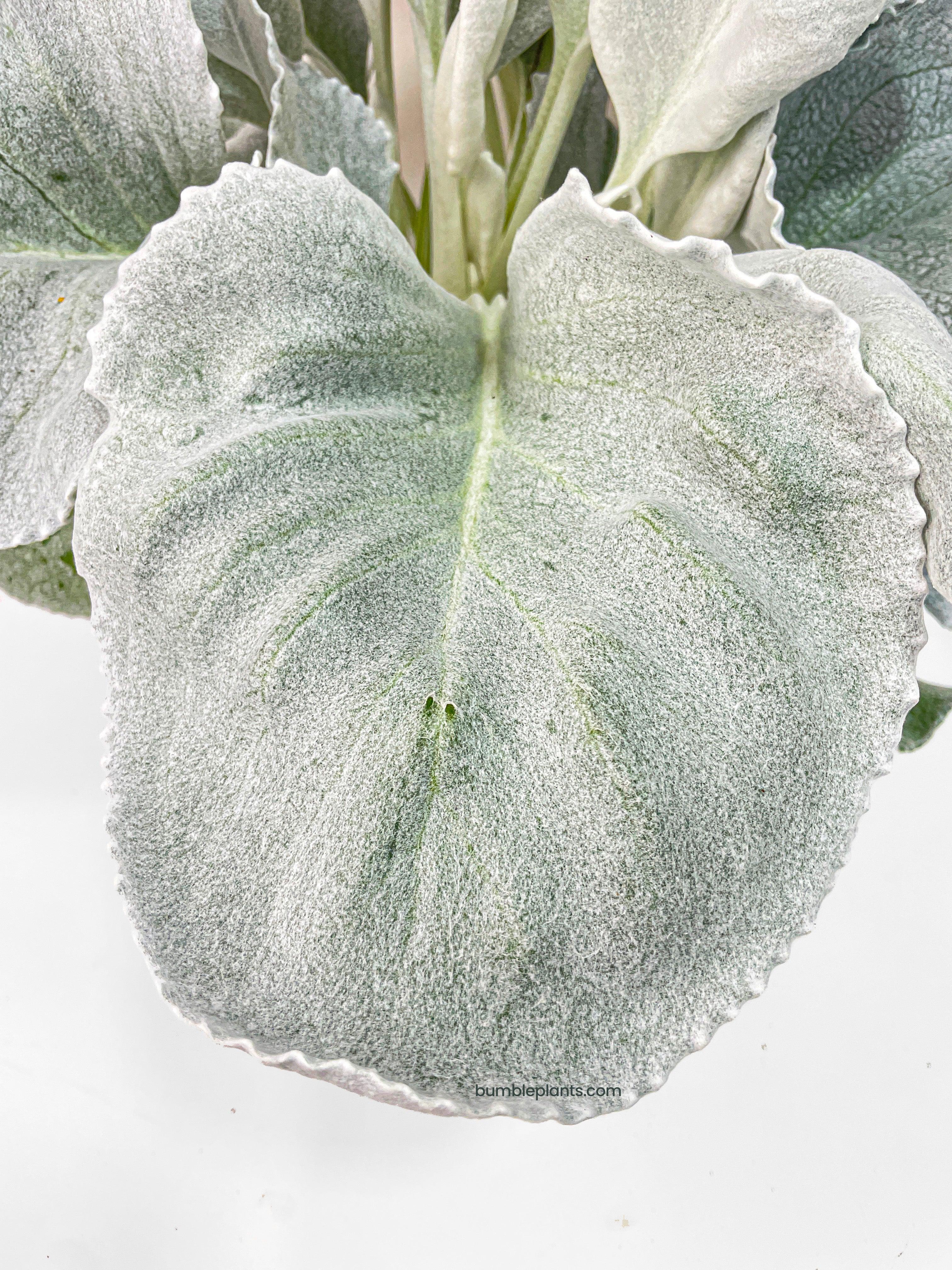 Bumble Plants Senecio White Fairy Dust Angel Wing Candicans