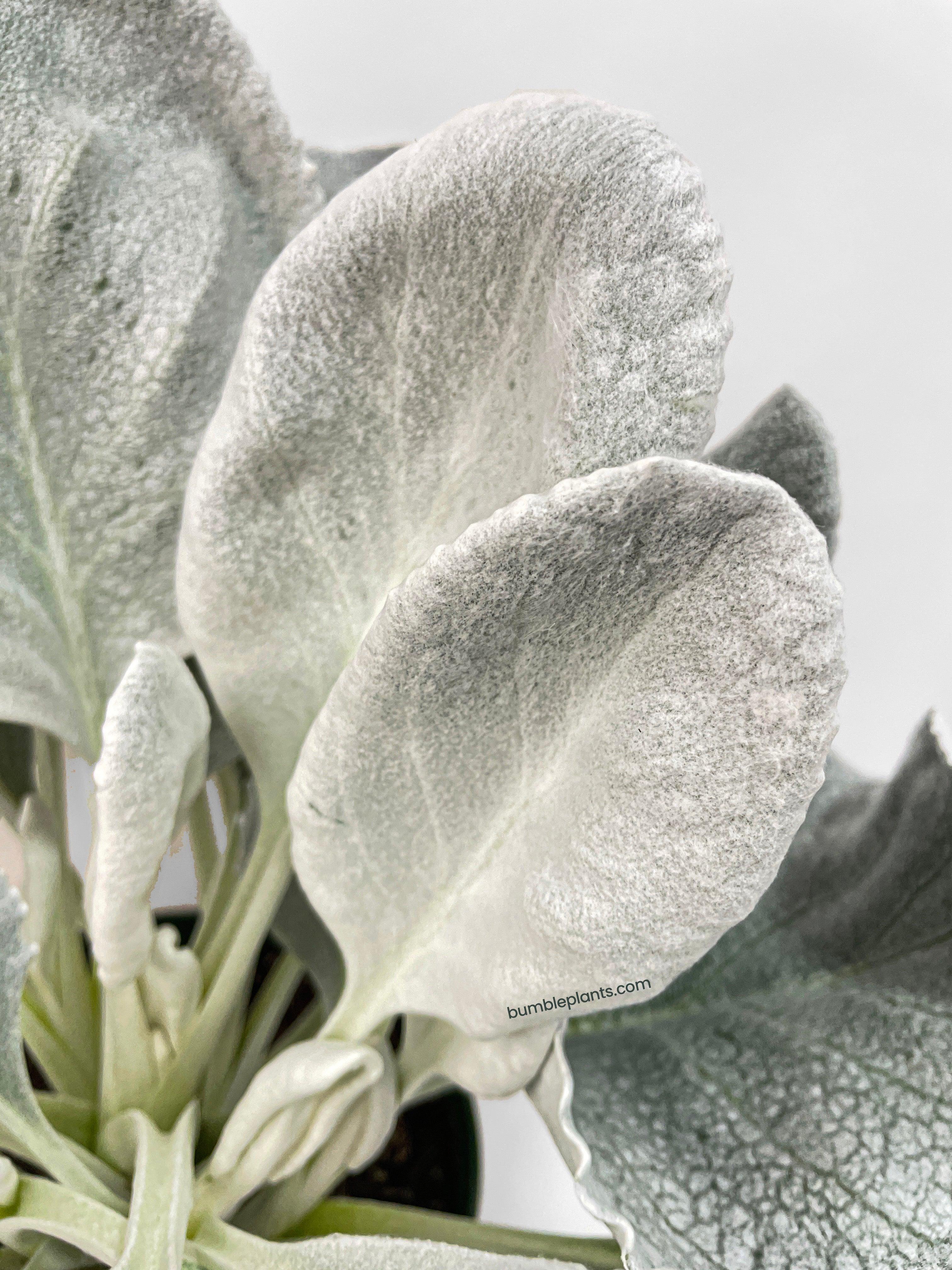 Bumble Plants Senecio White Fairy Dust Angel Wing Candicans
