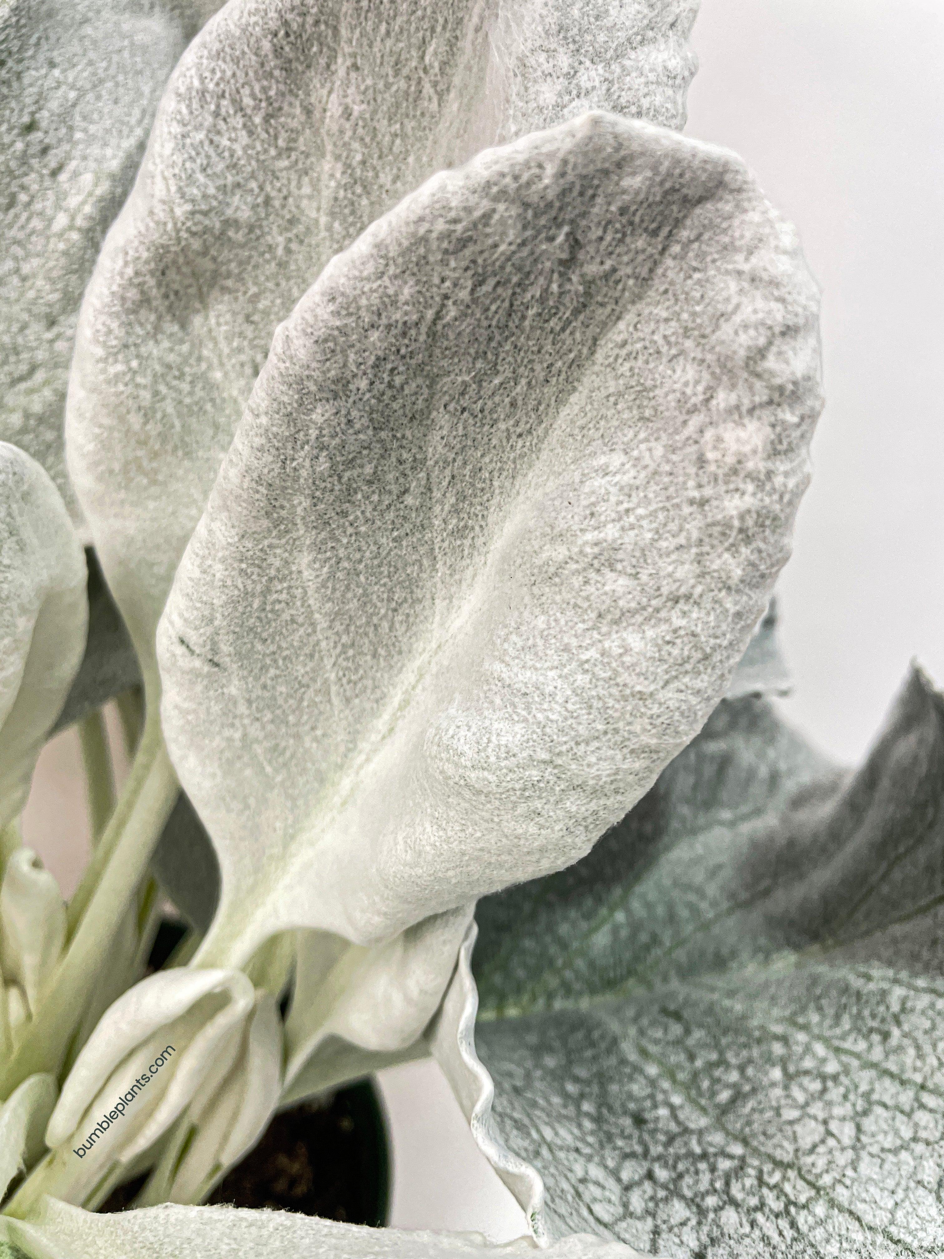 Bumble Plants Senecio White Fairy Dust Angel Wing Candicans