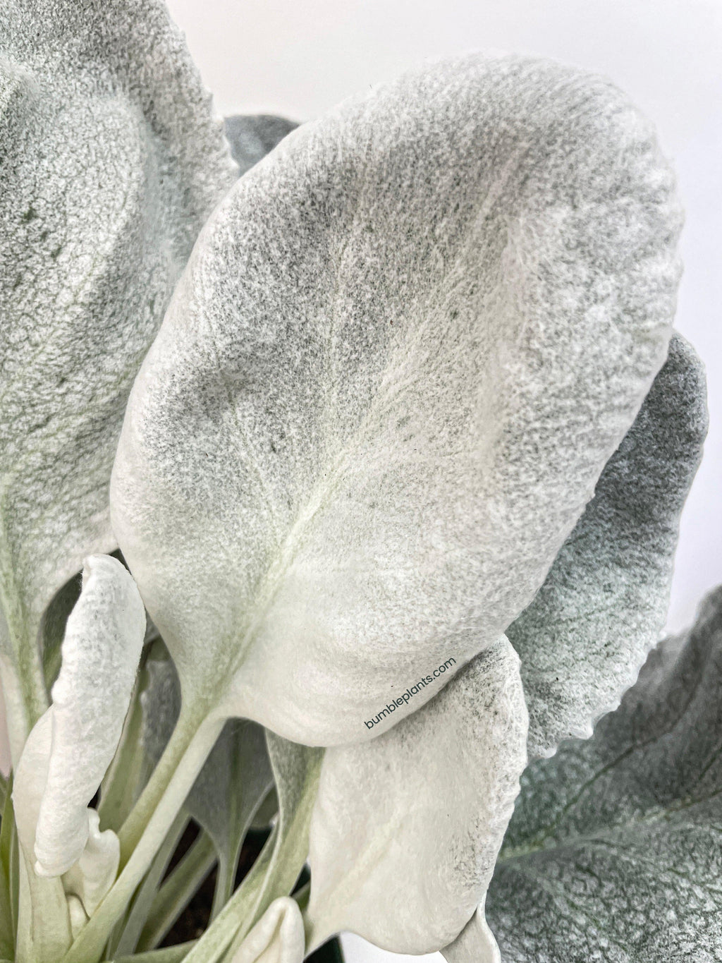 Bumble Plants Senecio White Fairy Dust Angel Wing Candicans