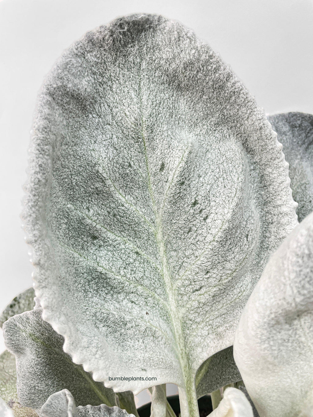 Bumble Plants Senecio White Fairy Dust Angel Wing Candicans