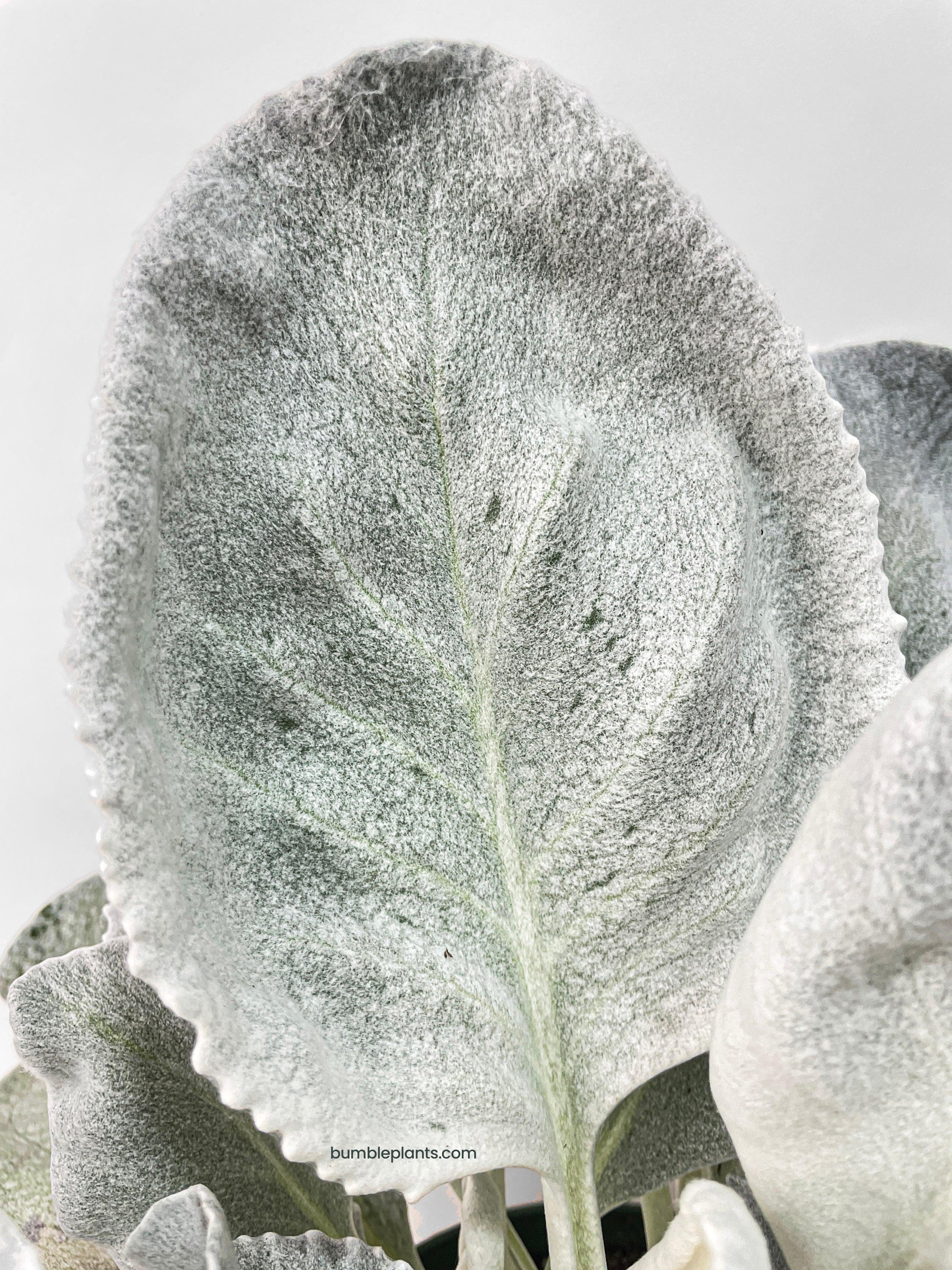 Bumble Plants Senecio White Fairy Dust Angel Wing Candicans