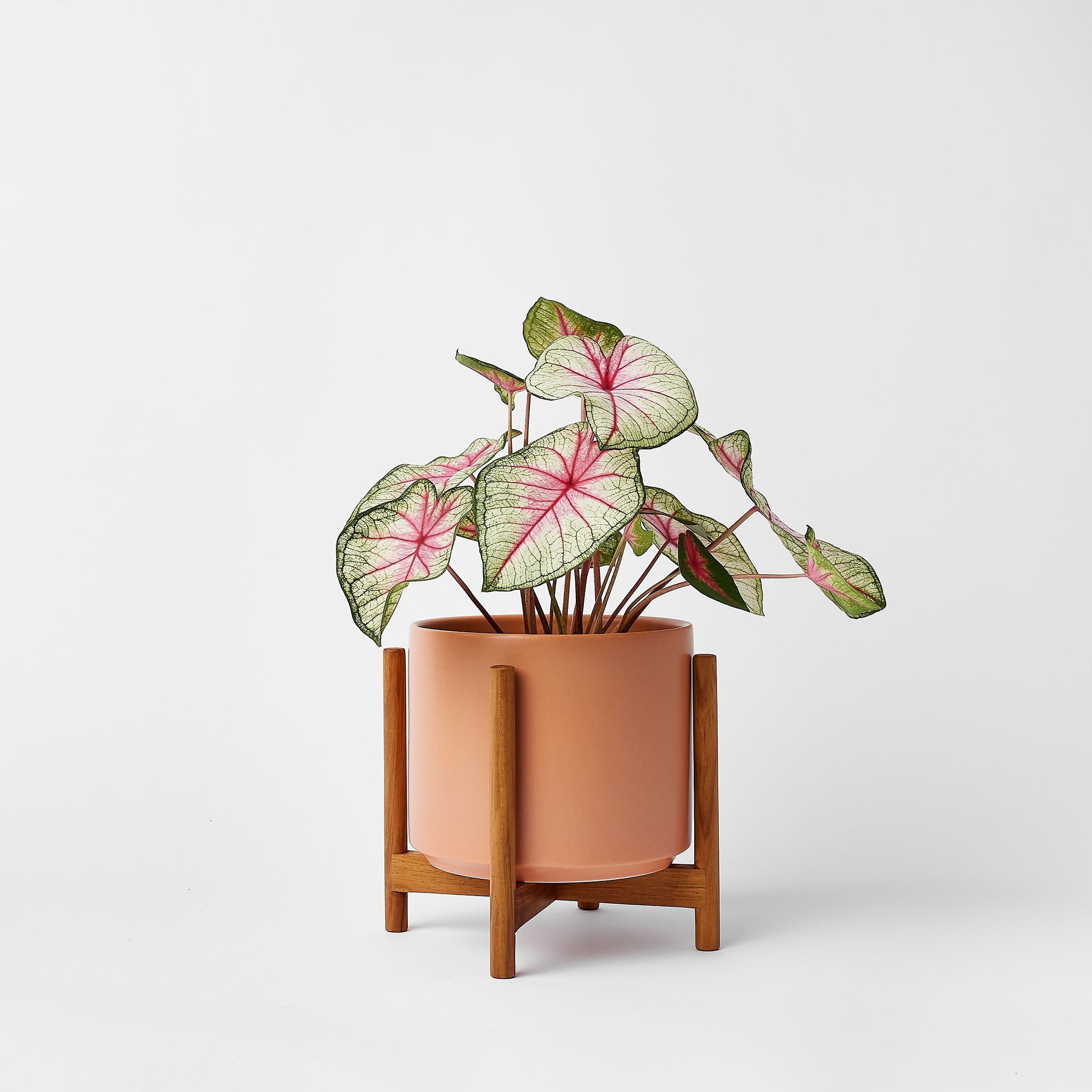 LBE Design Rounded Hardwood Plant Stand | Heirloom Boulevard