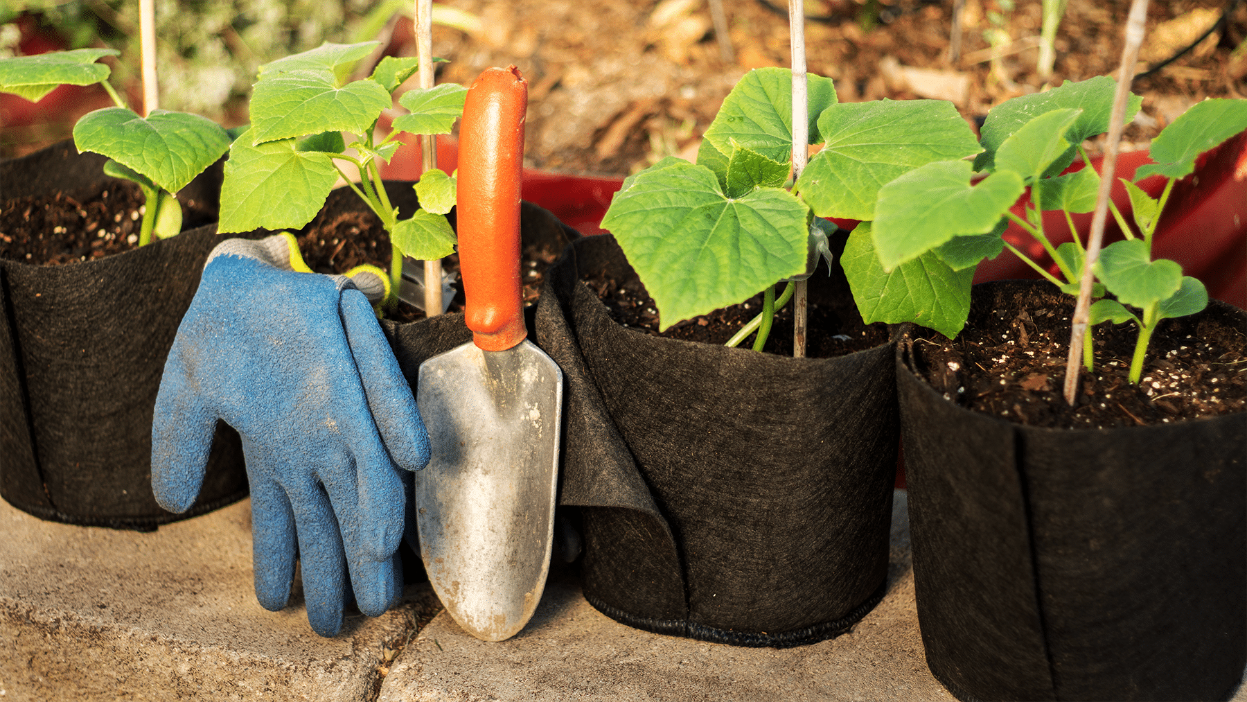 Smart Pot Transplanter | Heirloom Boulevard