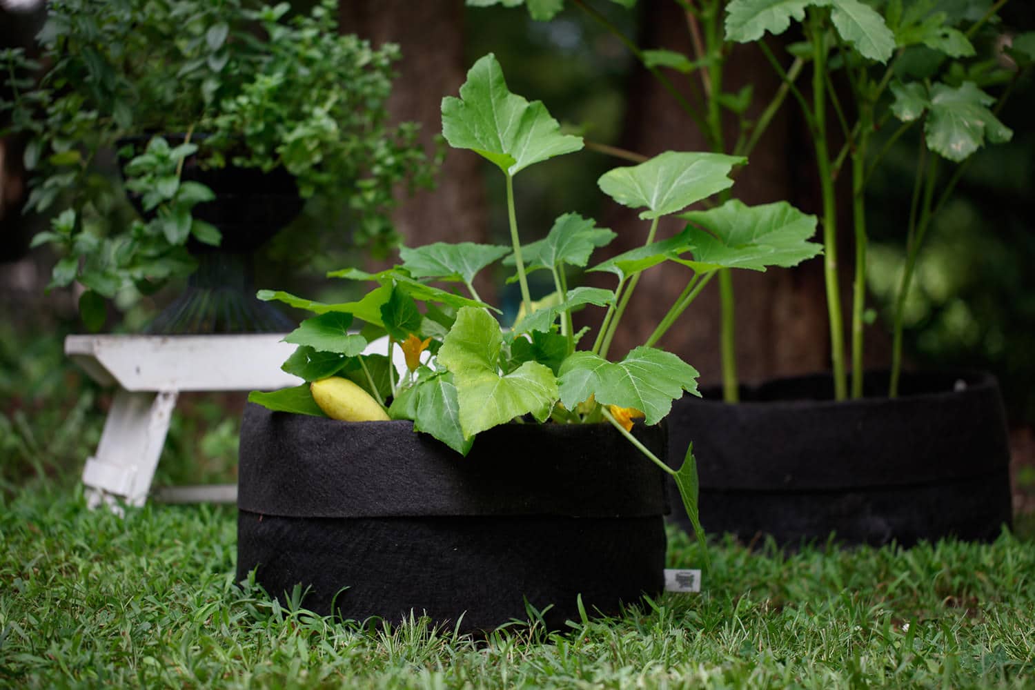 Smart Pot Fabric Planter | Heirloom Boulevard