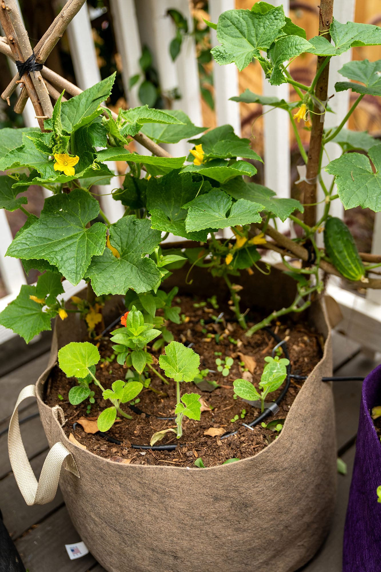 Smart Pot Fabric Planter | Heirloom Boulevard