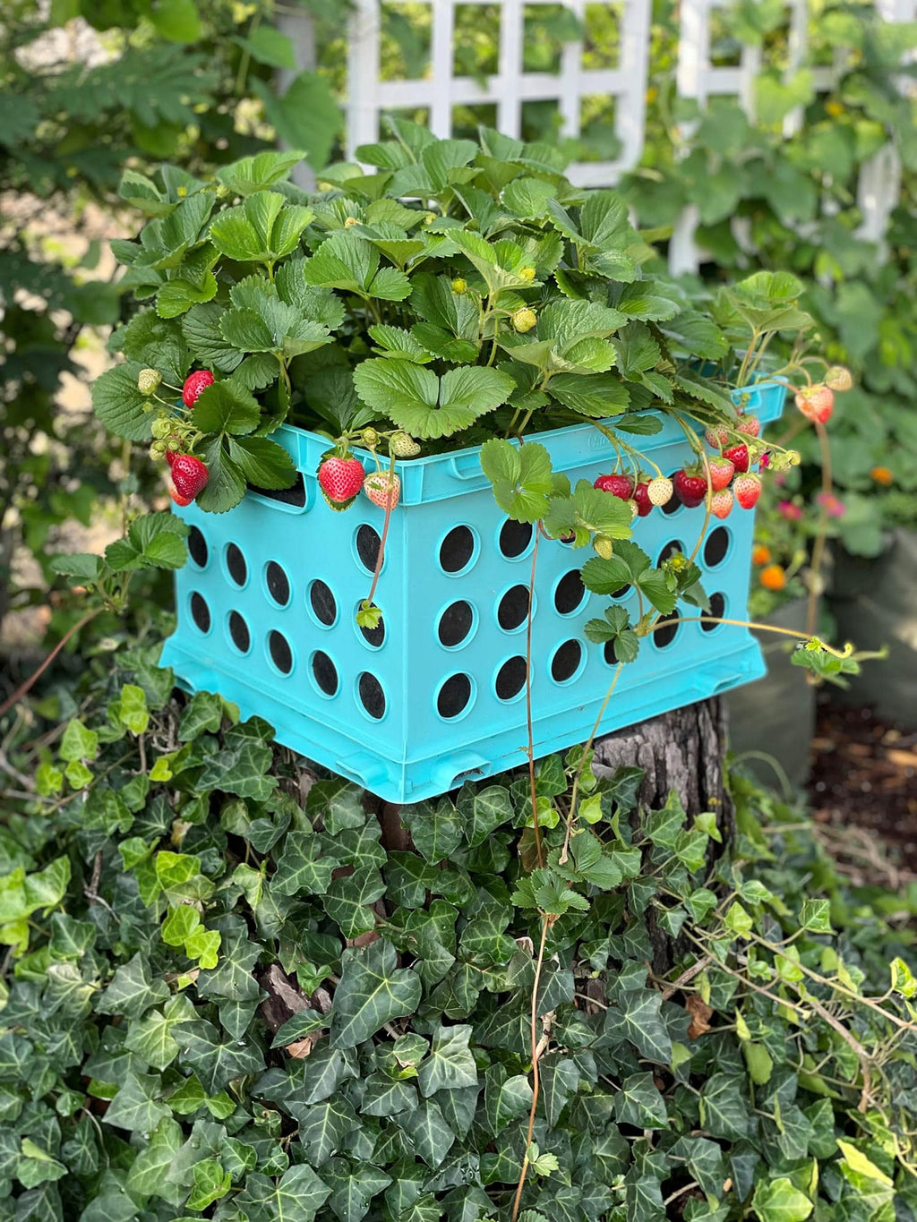 Smart Pot Milk Crate Liner | Heirloom Boulevard