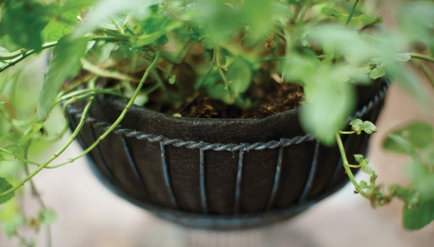 Smart Pot NoCoco Liner | Heirloom Boulevard