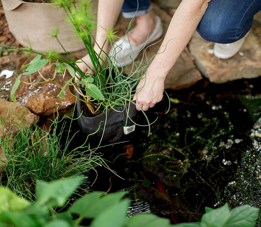 Smart Pot Pond Pot | Heirloom Boulevard