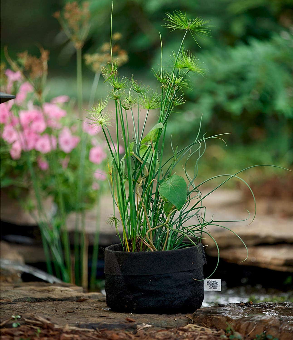 Smart Pot Pond Pot | Heirloom Boulevard
