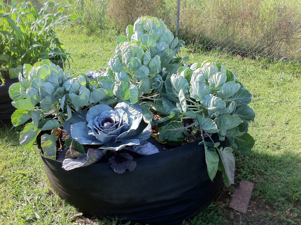 Smart Pot Round Raised Bed | Heirloom Boulevard