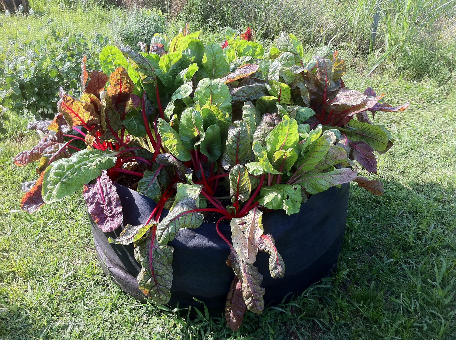 Smart Pot Round Raised Bed | Heirloom Boulevard