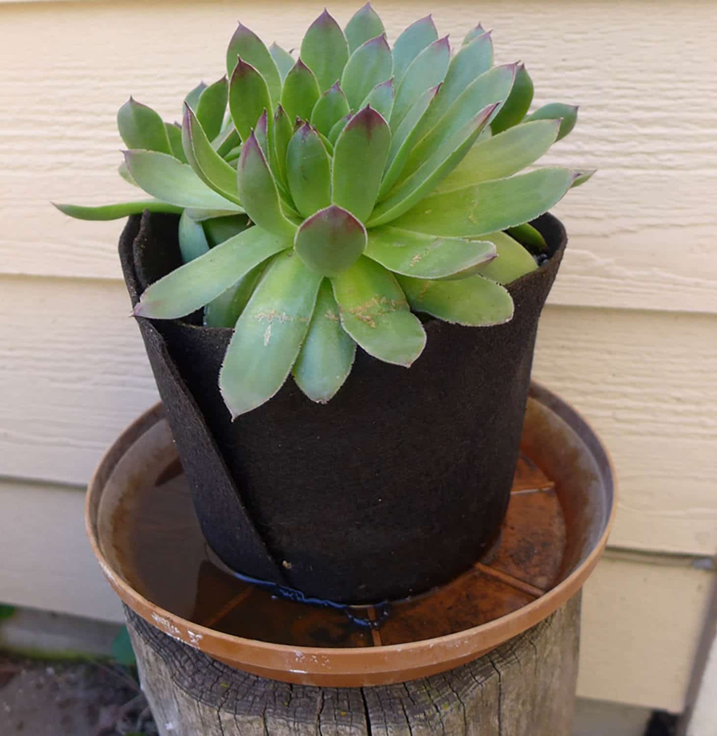 Smart Pot Transplanter | Heirloom Boulevard