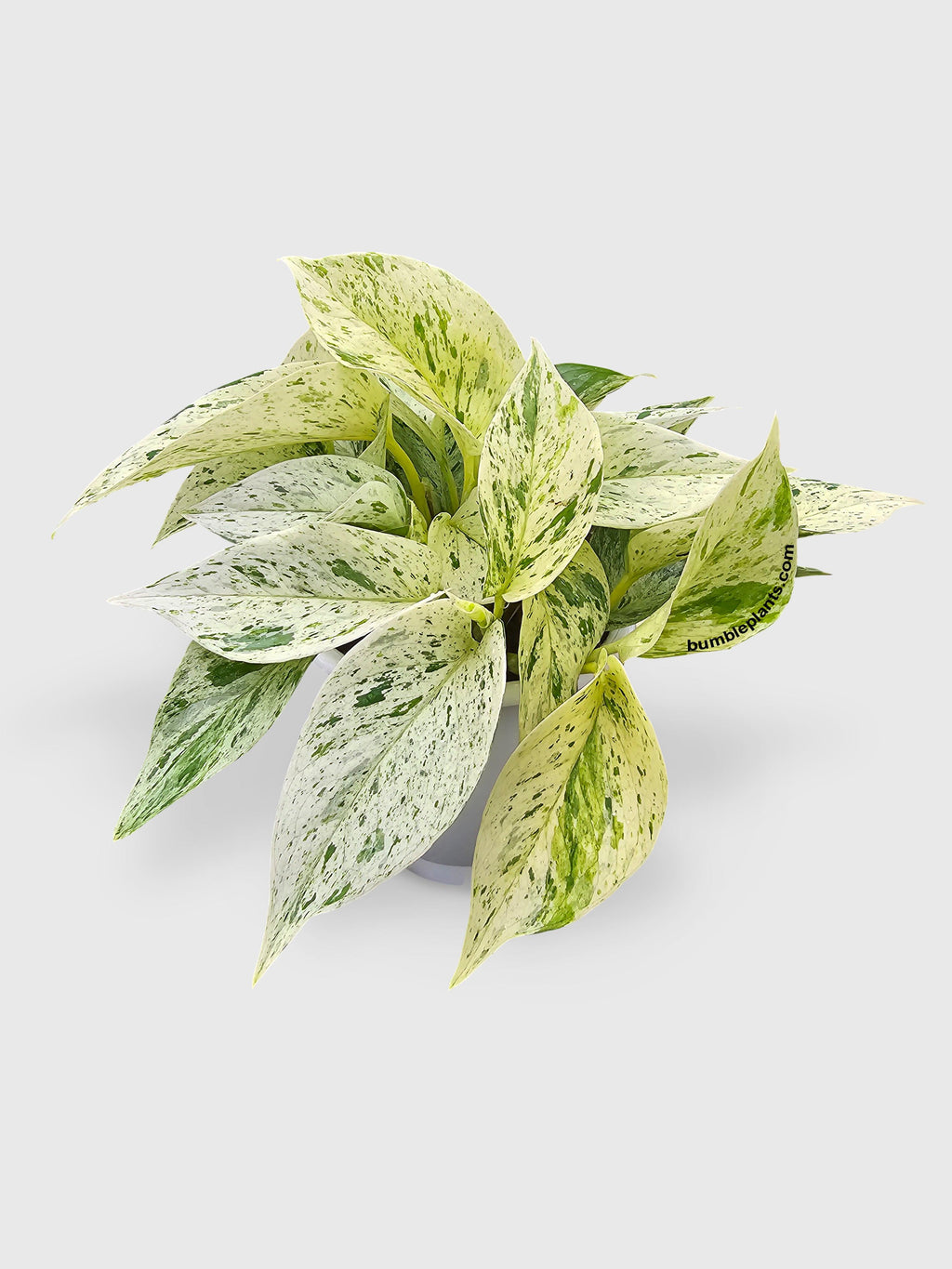 Snow White Icy Pothos | Heirloom Boulevard
