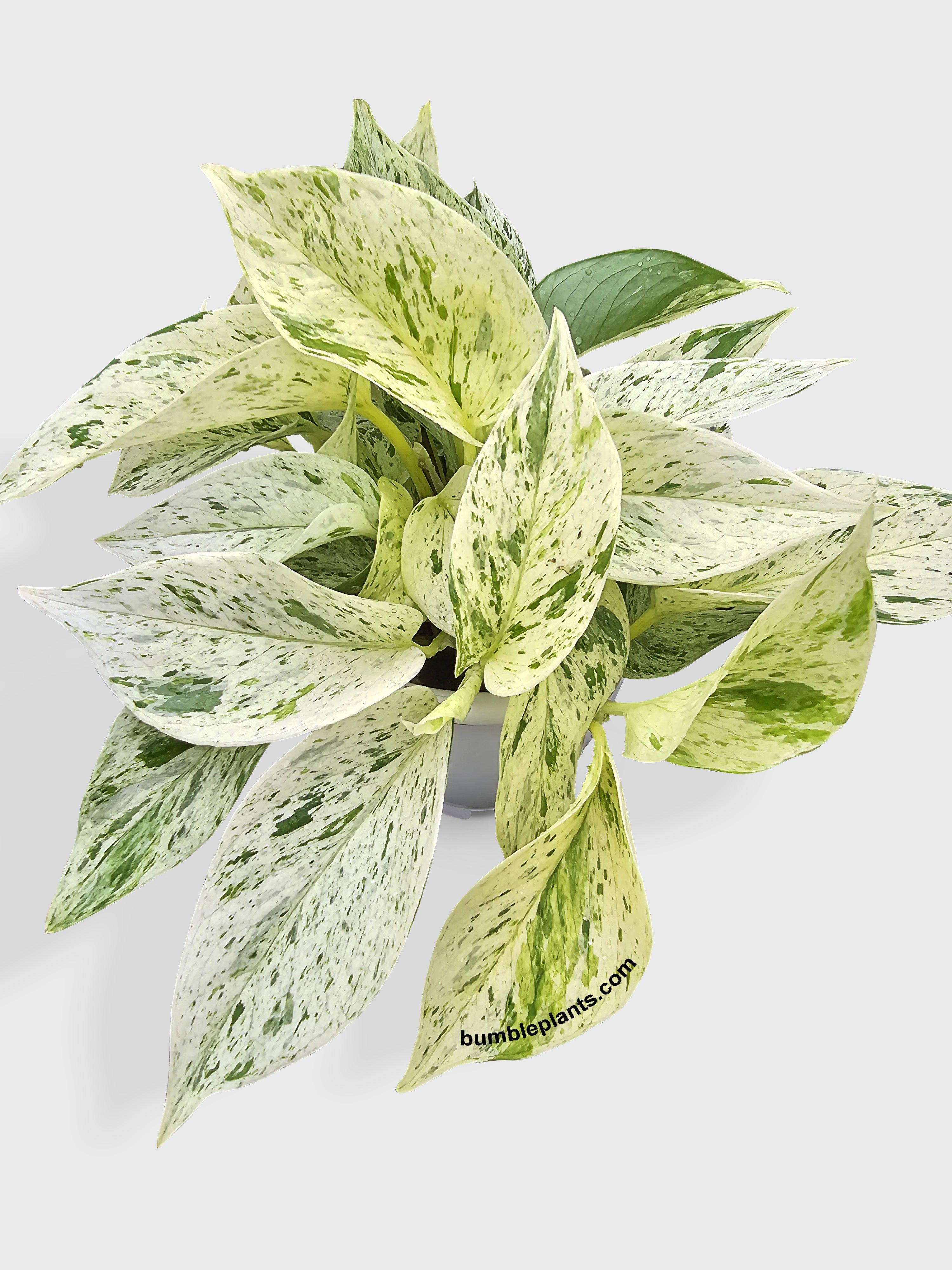 Snow White Icy Pothos | Heirloom Boulevard