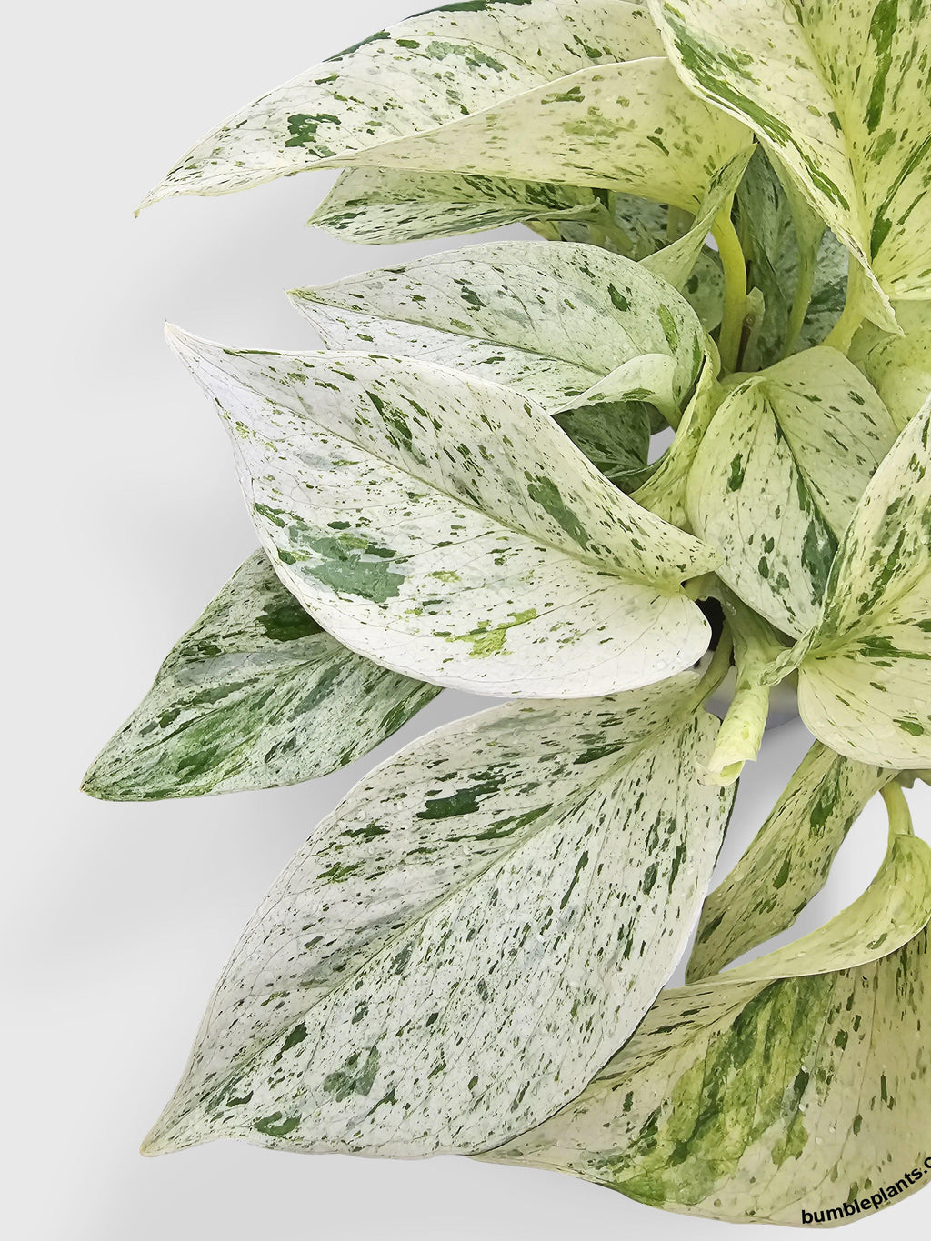 Snow White Icy Pothos | Heirloom Boulevard