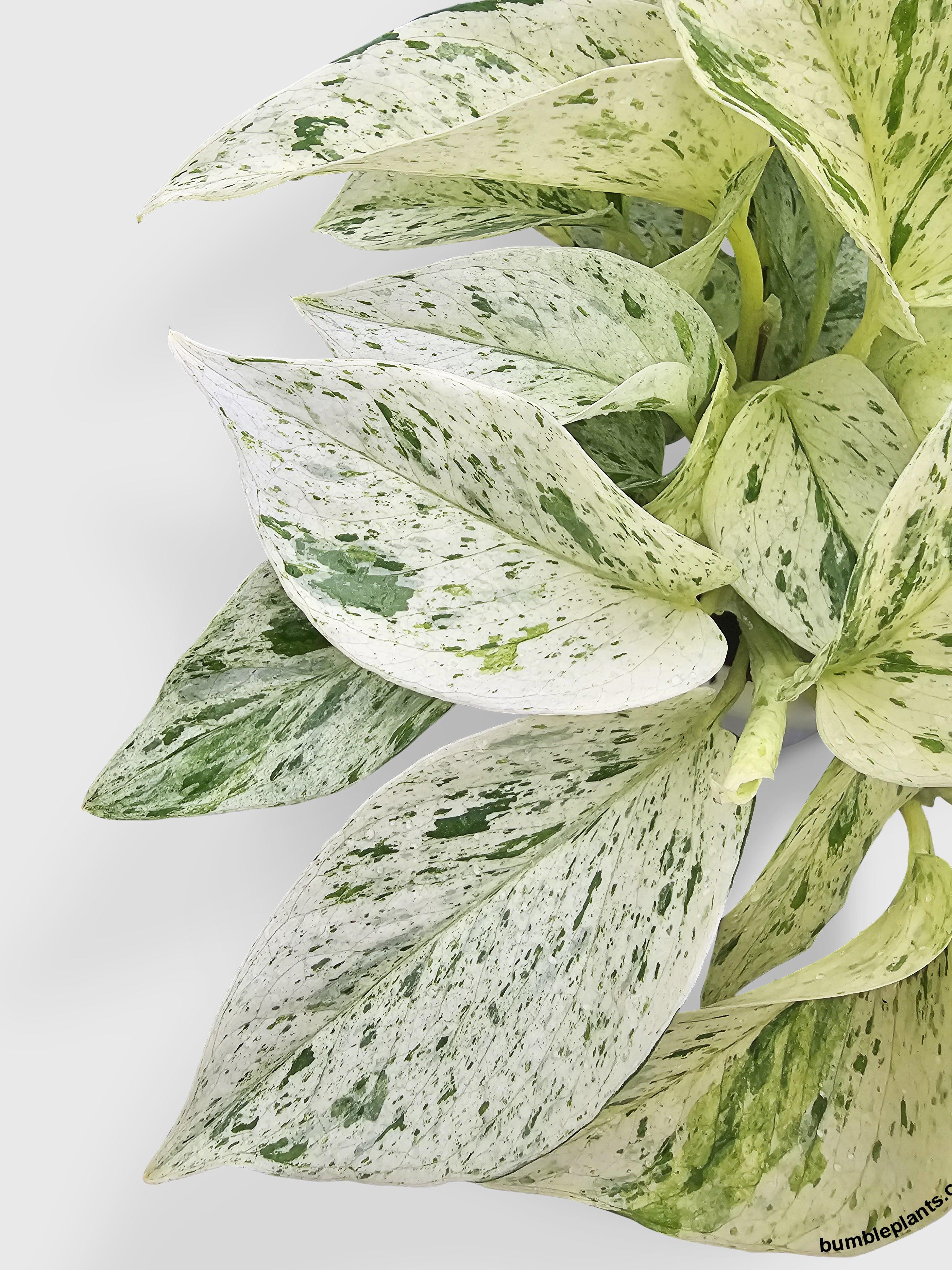 Snow White Icy Pothos | Heirloom Boulevard