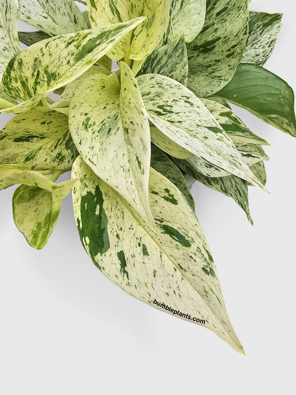 Snow White Icy Pothos | Heirloom Boulevard