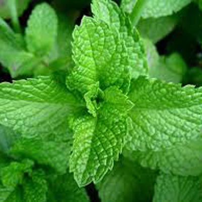 SPEARMINT (Mint) Seeds | Heirloom Boulevard