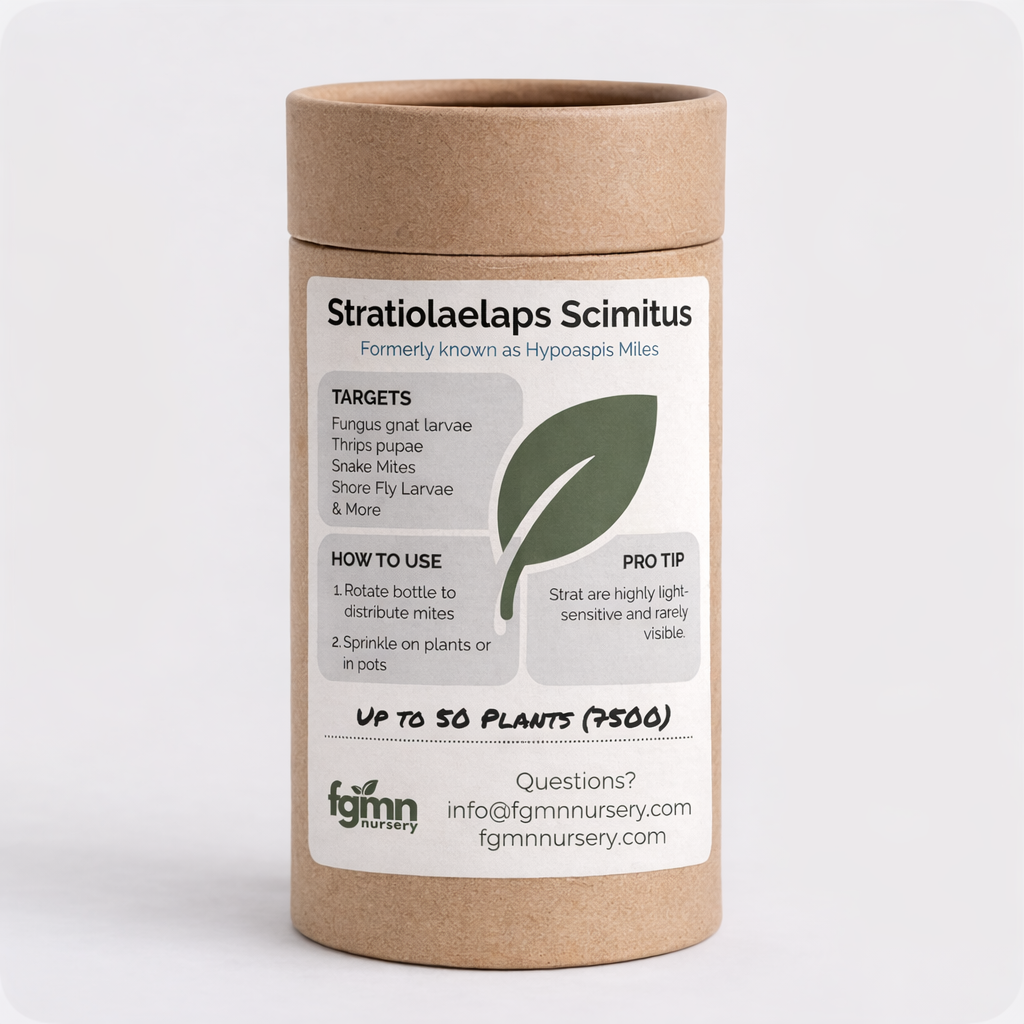 FGMN Nursery Stratiolaelaps Scimitus 3X-Large — Up to 800 Plants — 125,000 Mites | Heirloom Boulevard