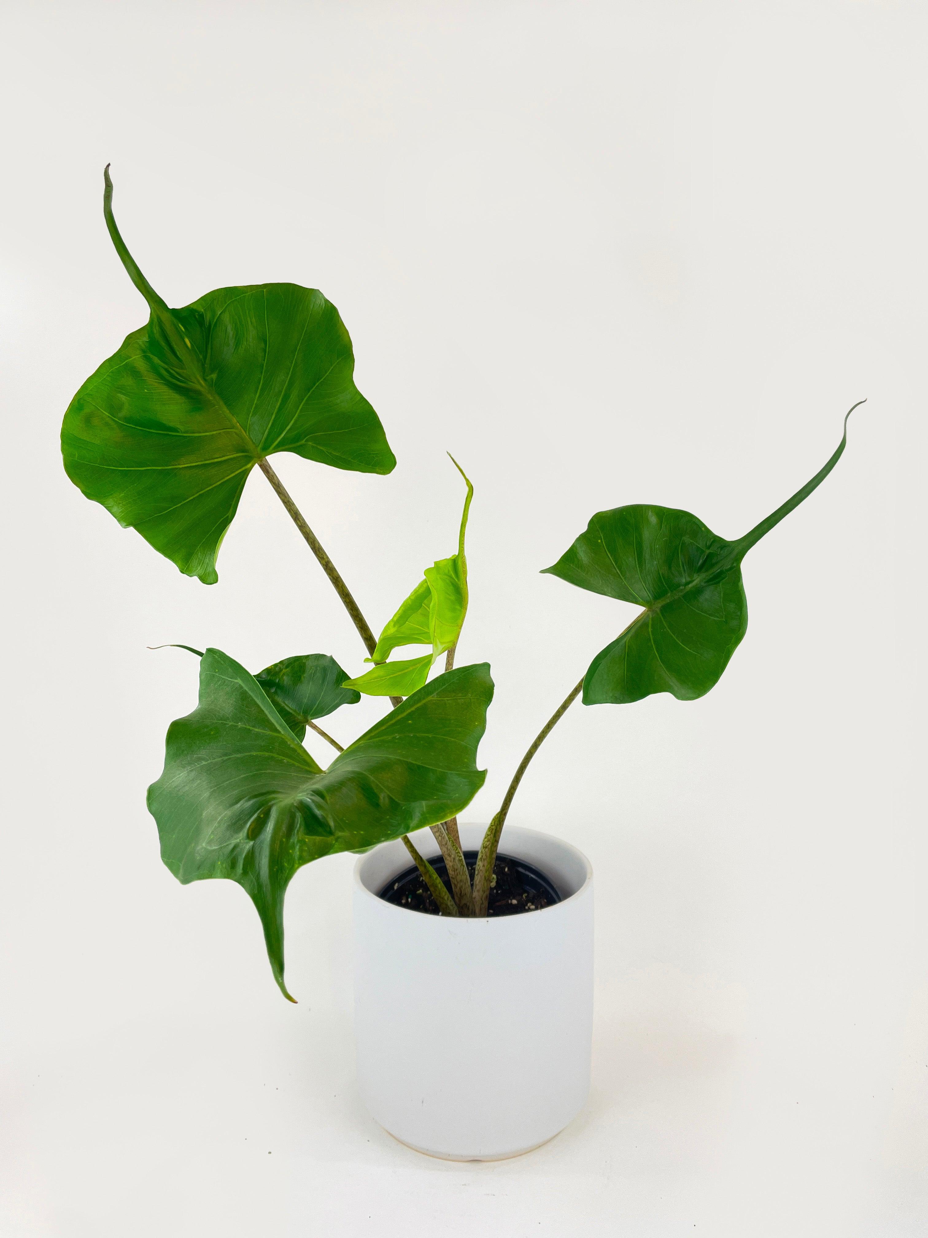 Alocasia ‘Stingray’ Macrorrhiza | Heirloom Boulevard
