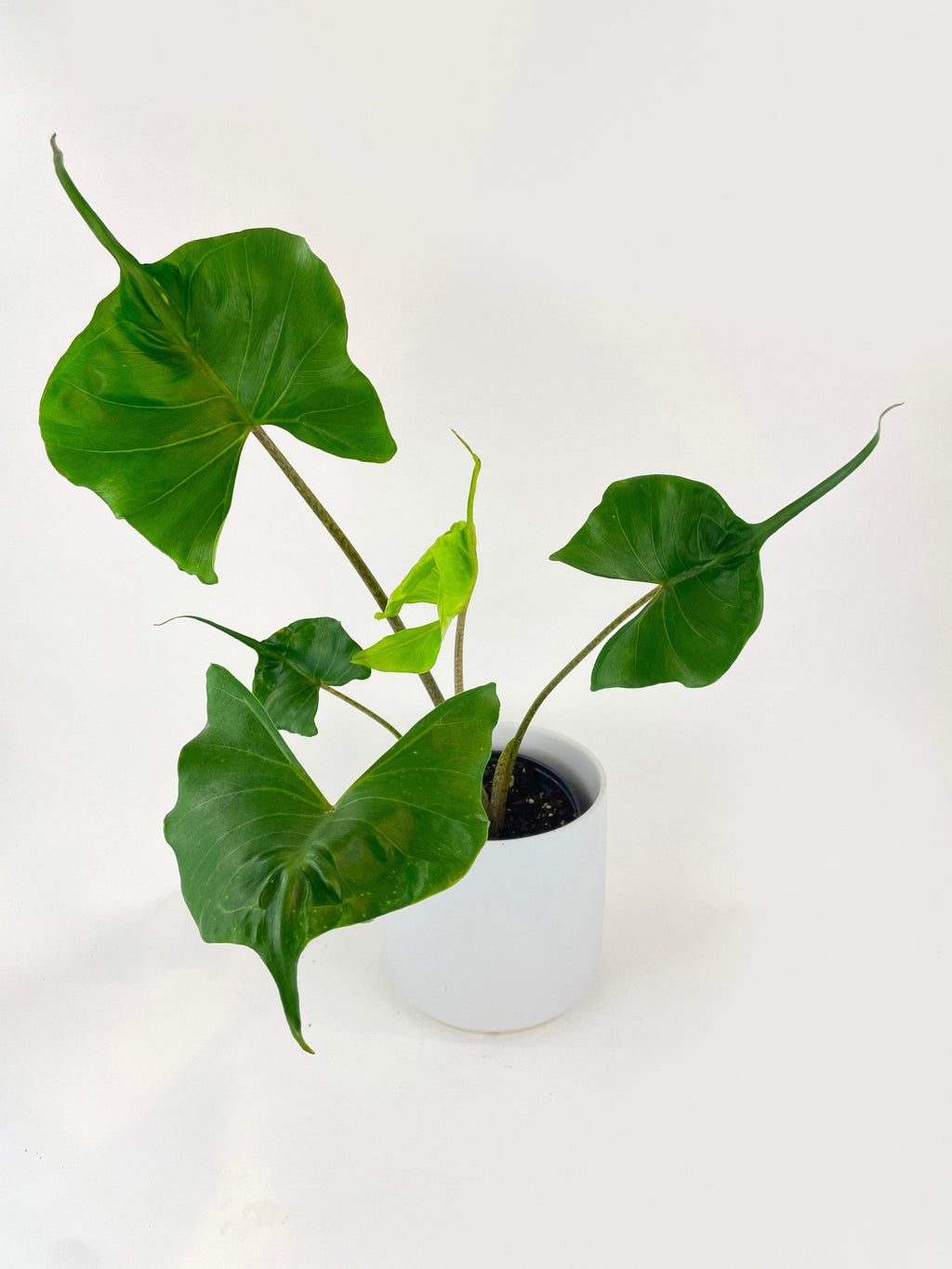 Alocasia ‘Stingray’ Macrorrhiza 6" pot | Heirloom Boulevard