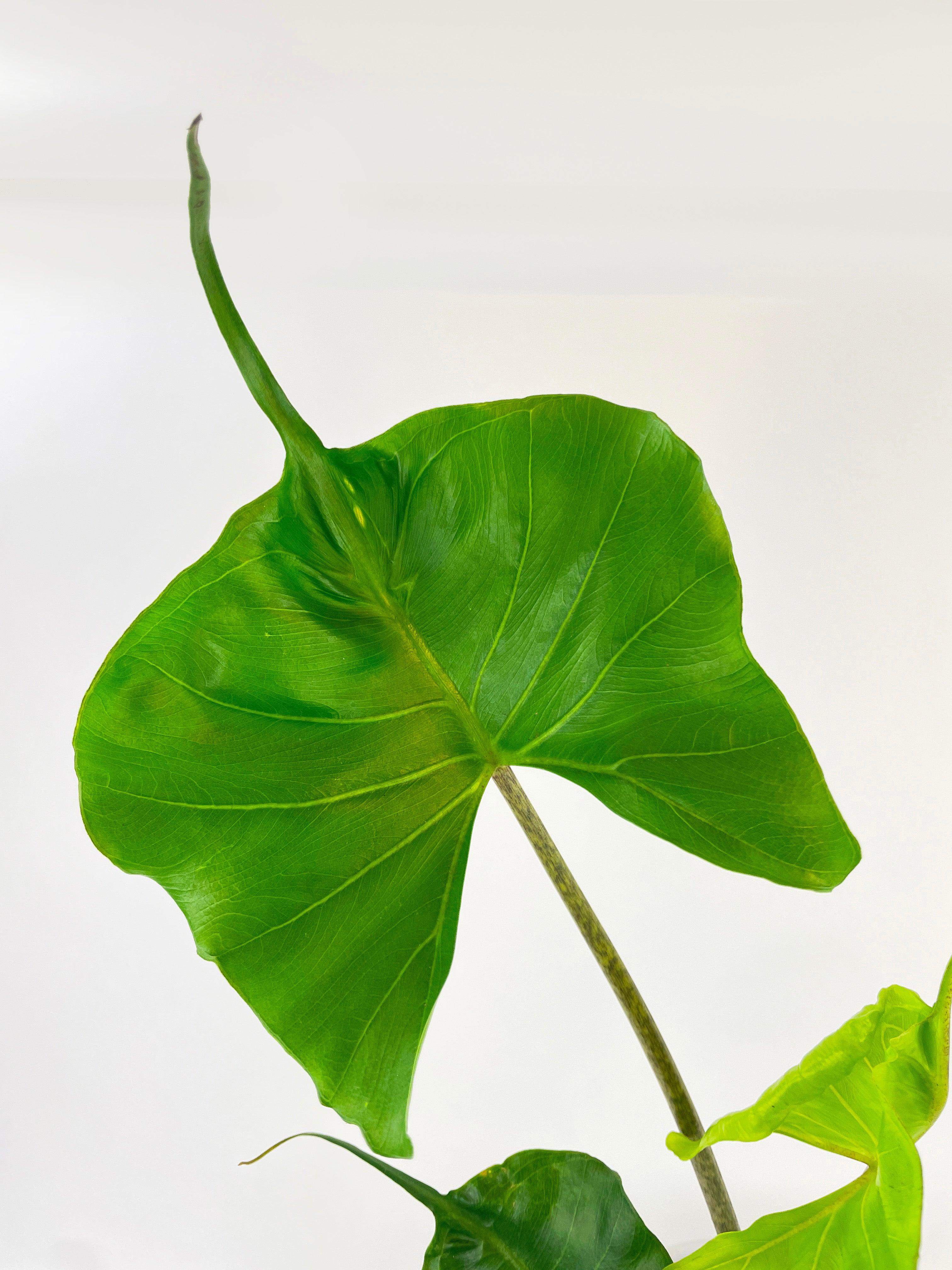 Alocasia ‘Stingray’ Macrorrhiza | Heirloom Boulevard