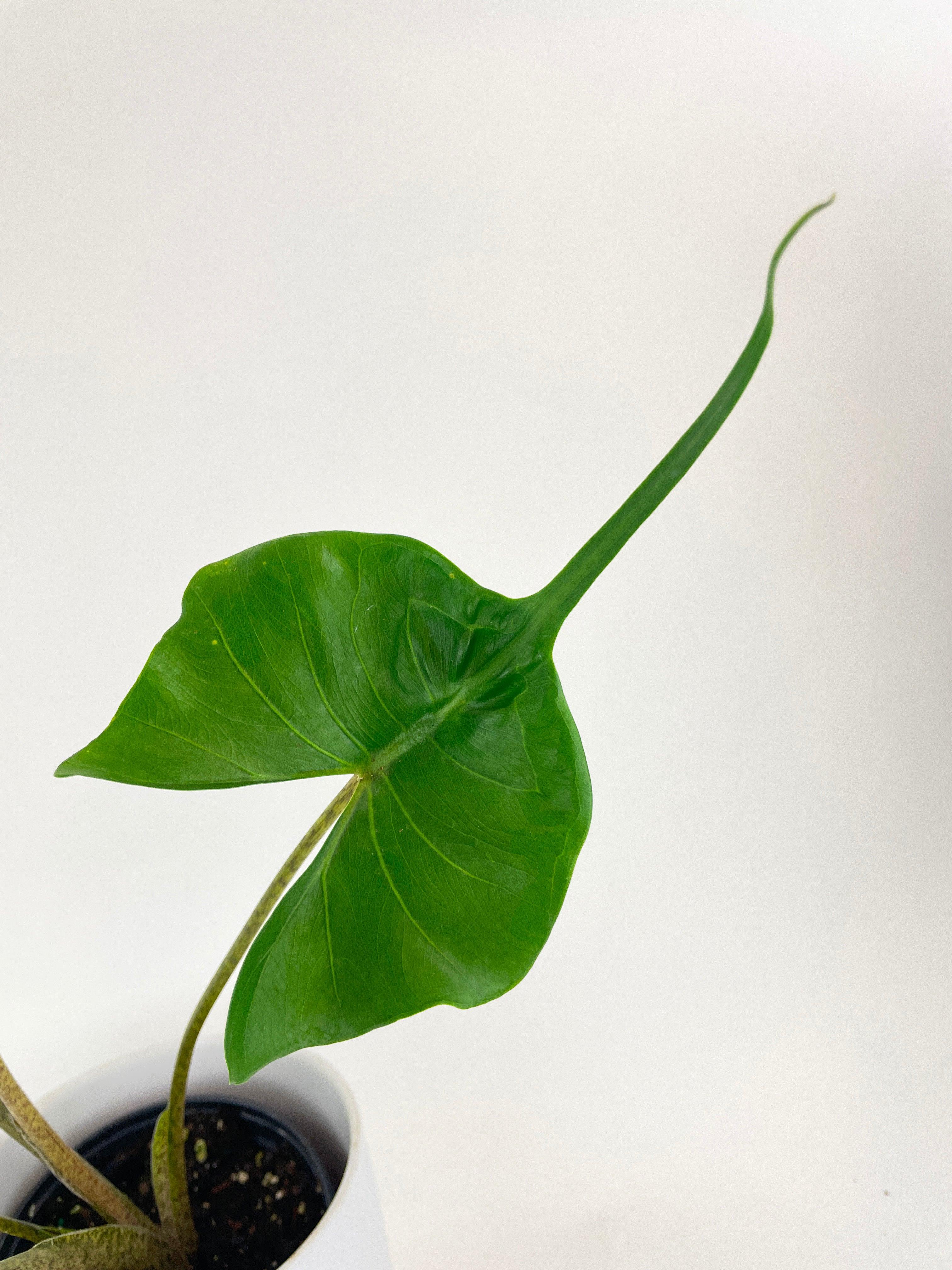 Alocasia ‘Stingray’ Macrorrhiza | Heirloom Boulevard
