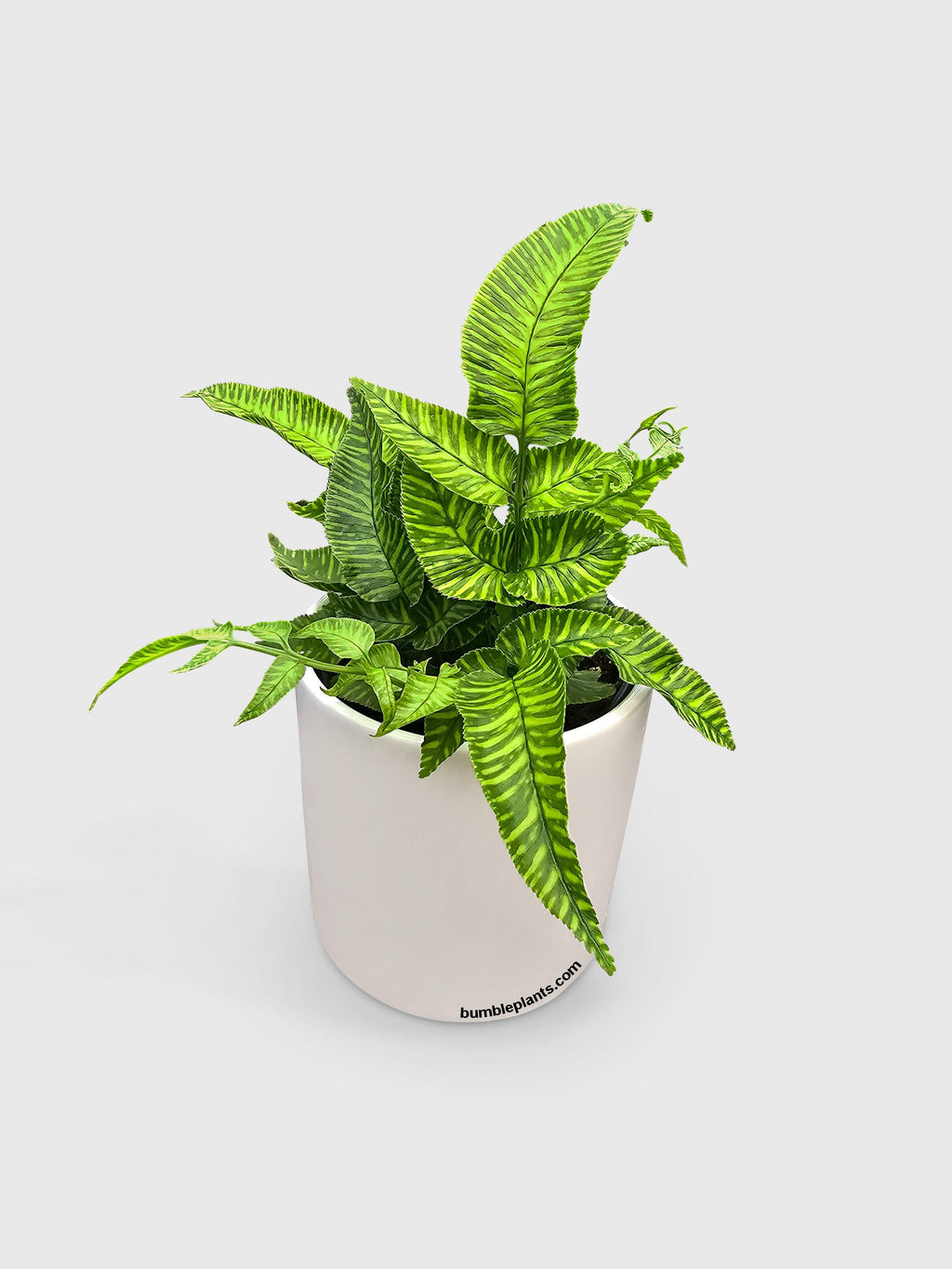 Bumble Plants Striped Golden Zebra Bamboo Fern